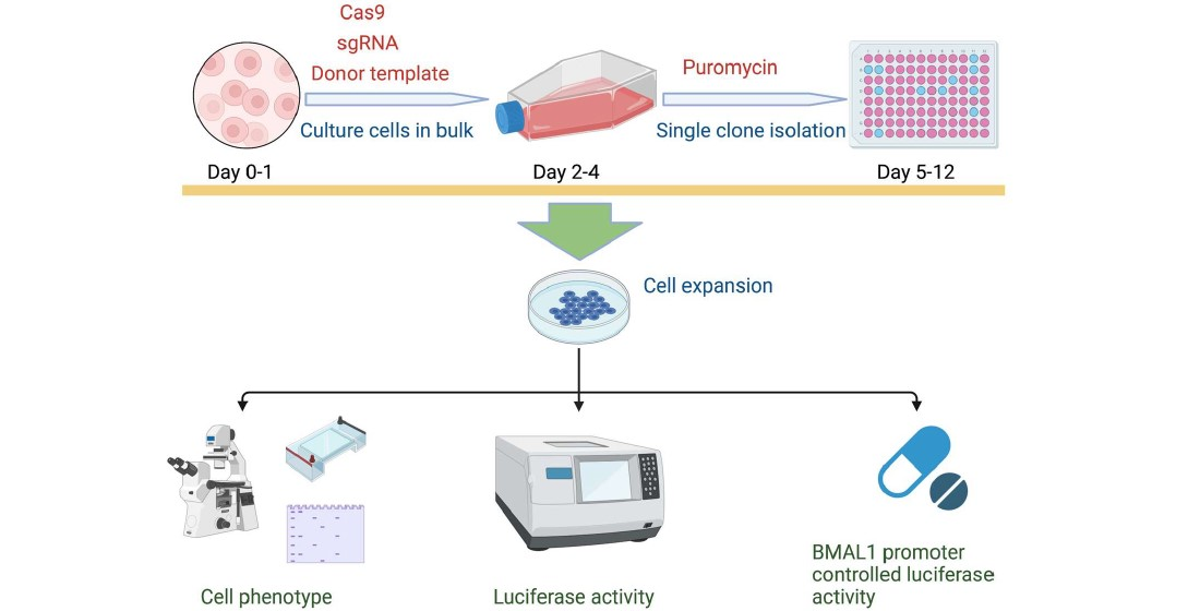 Biomedicines Free FullText Generation of Endogenous Promoter