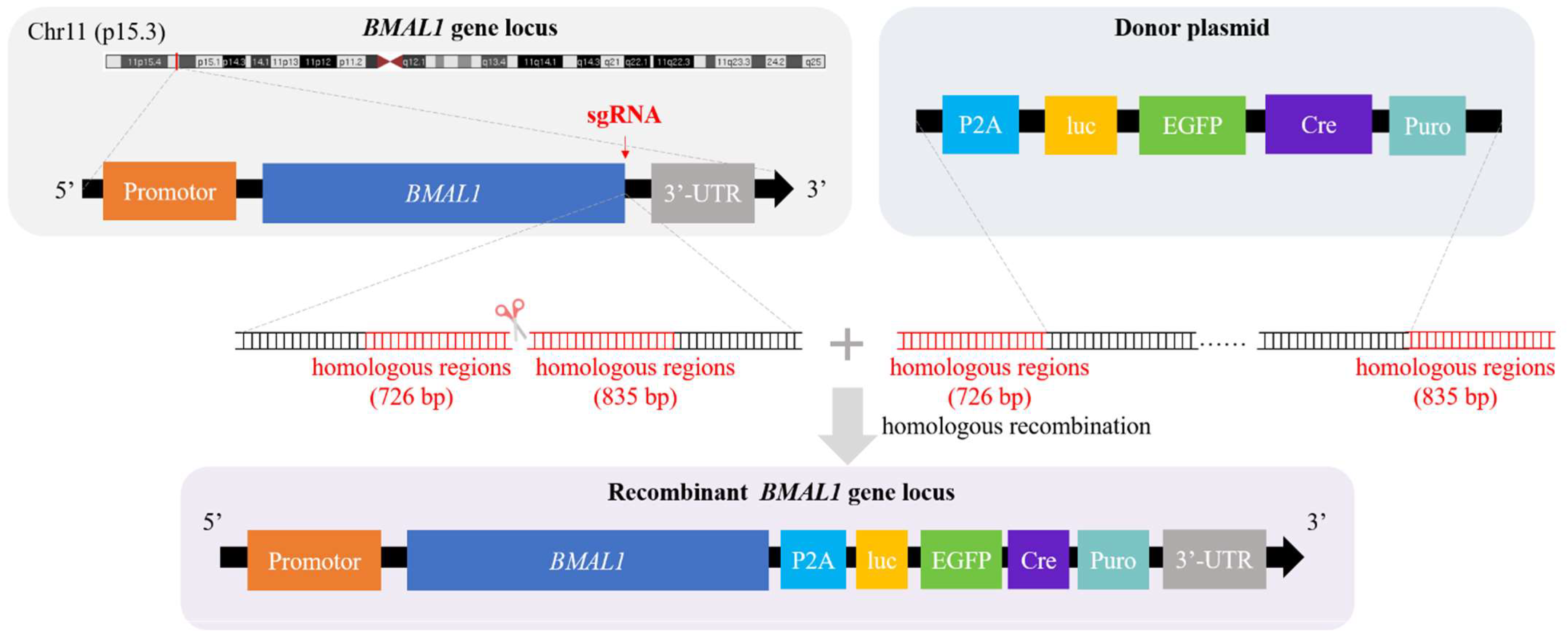 Biomedicines 10 03108 g001
