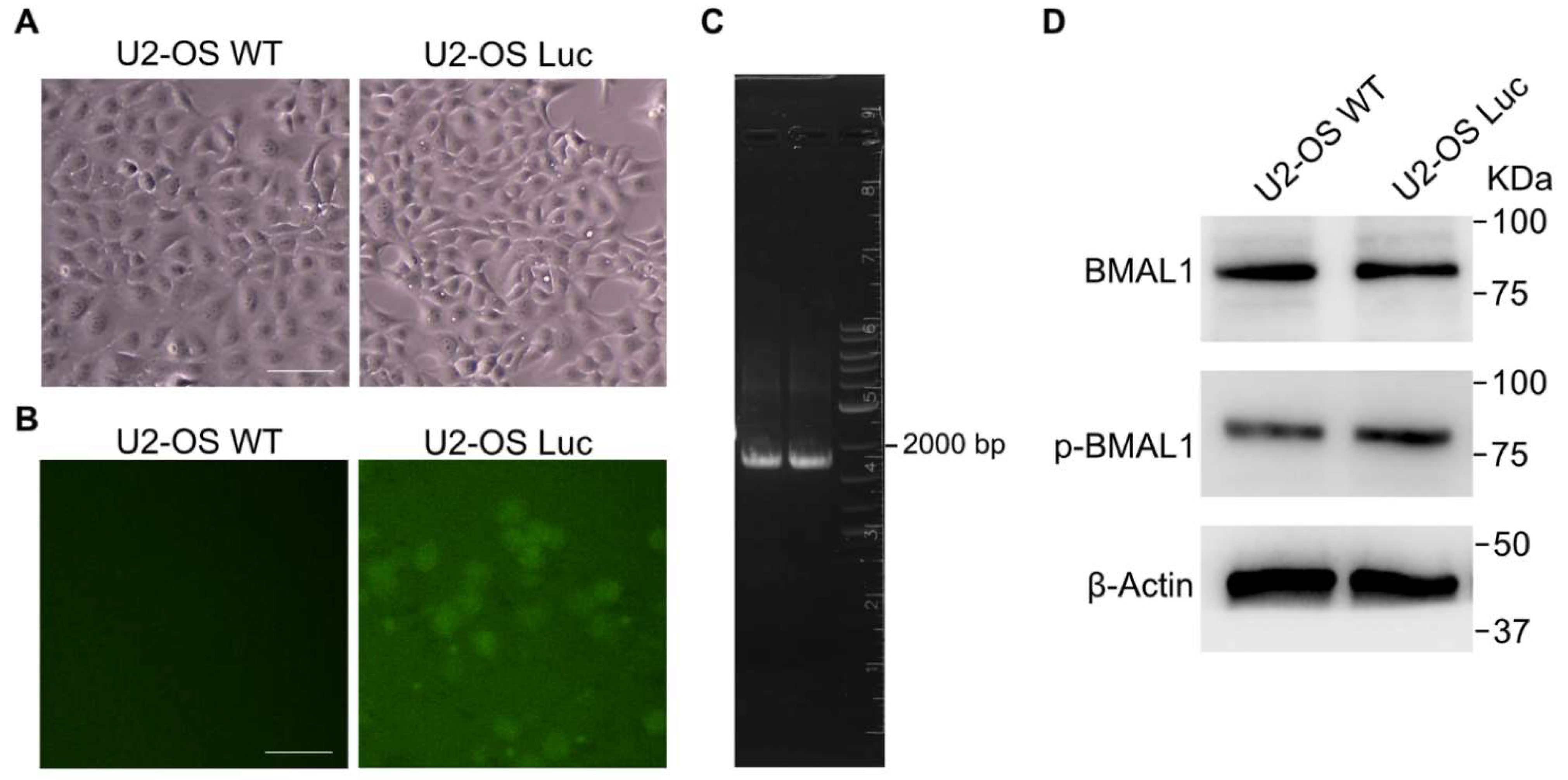 Biomedicines 10 03108 g003