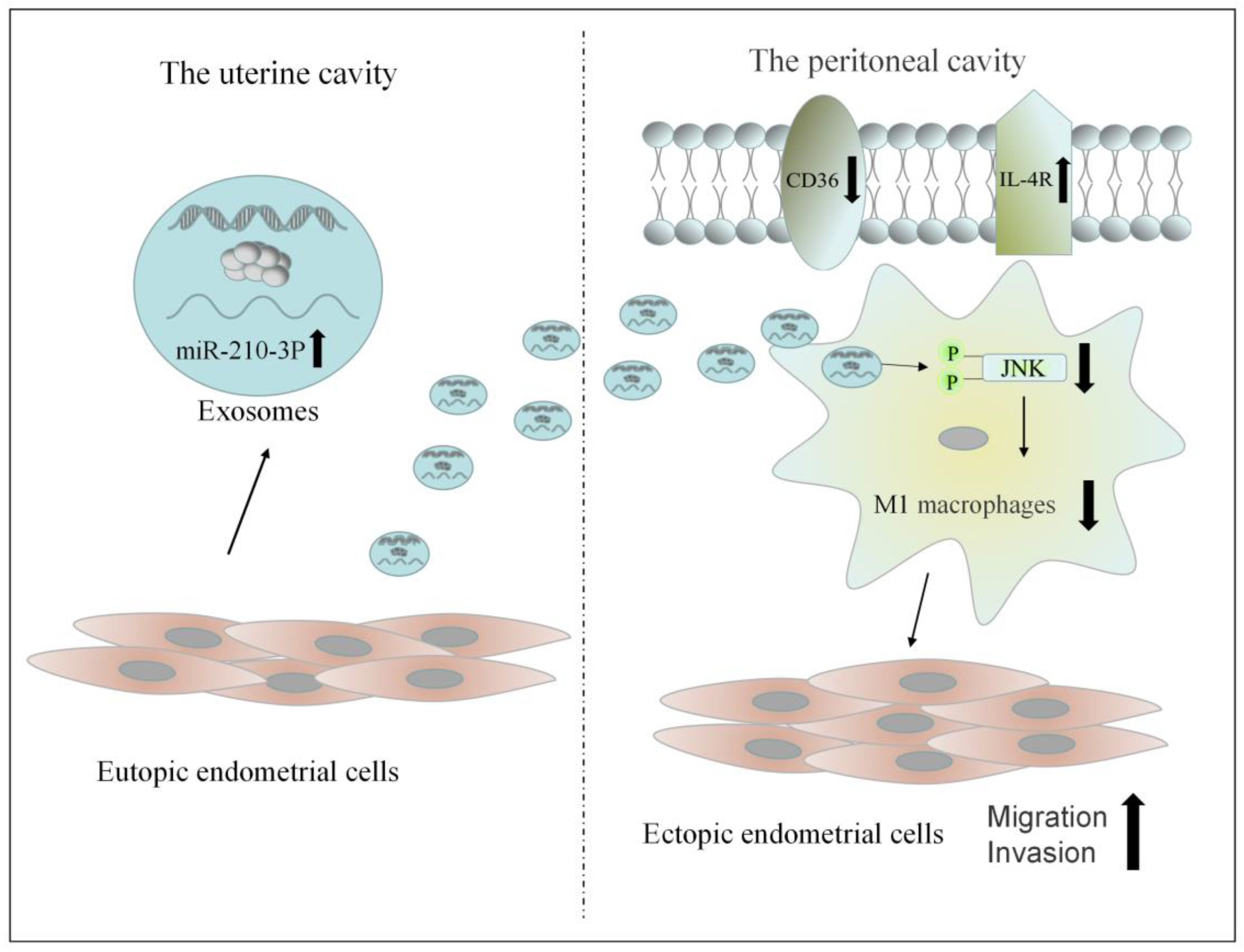 Biomedicines 10 03110 g010