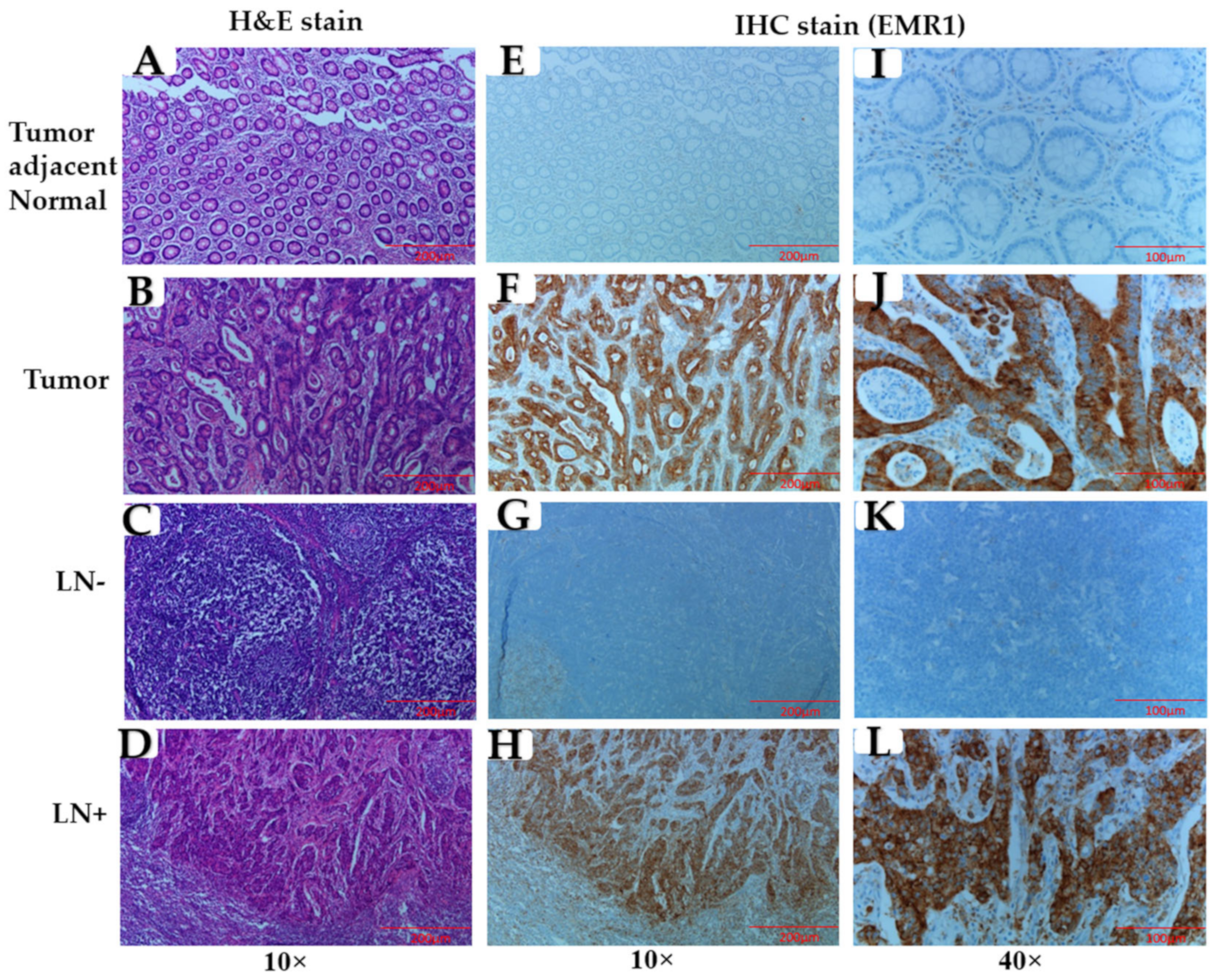 Biomedicines 10 03121 g001 Biomedicines 10 03121 g001