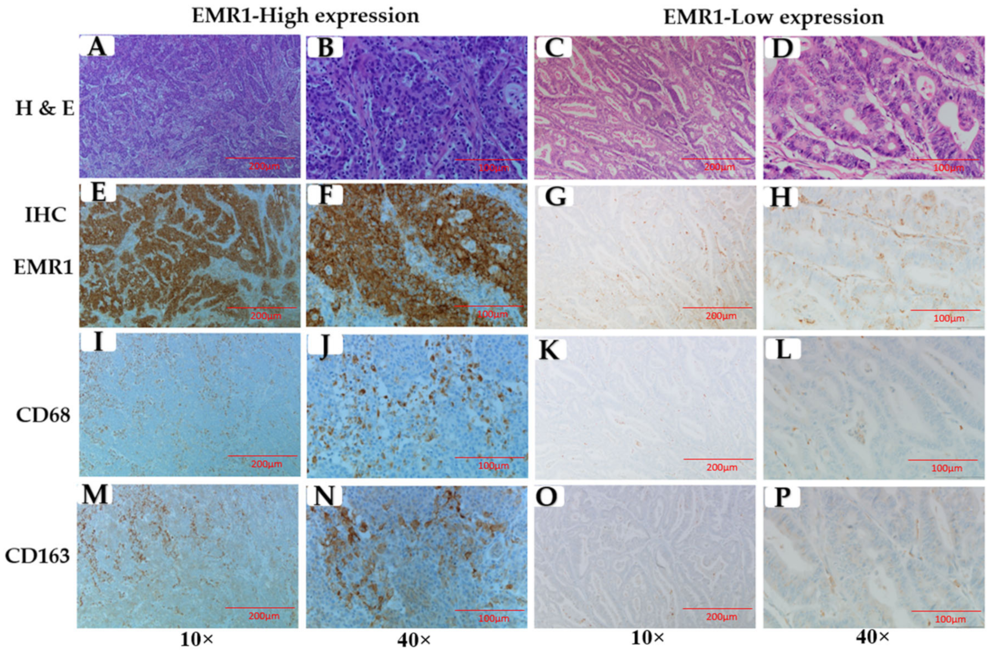 Biomedicines 10 03121 g002 Biomedicines 10 03121 g002