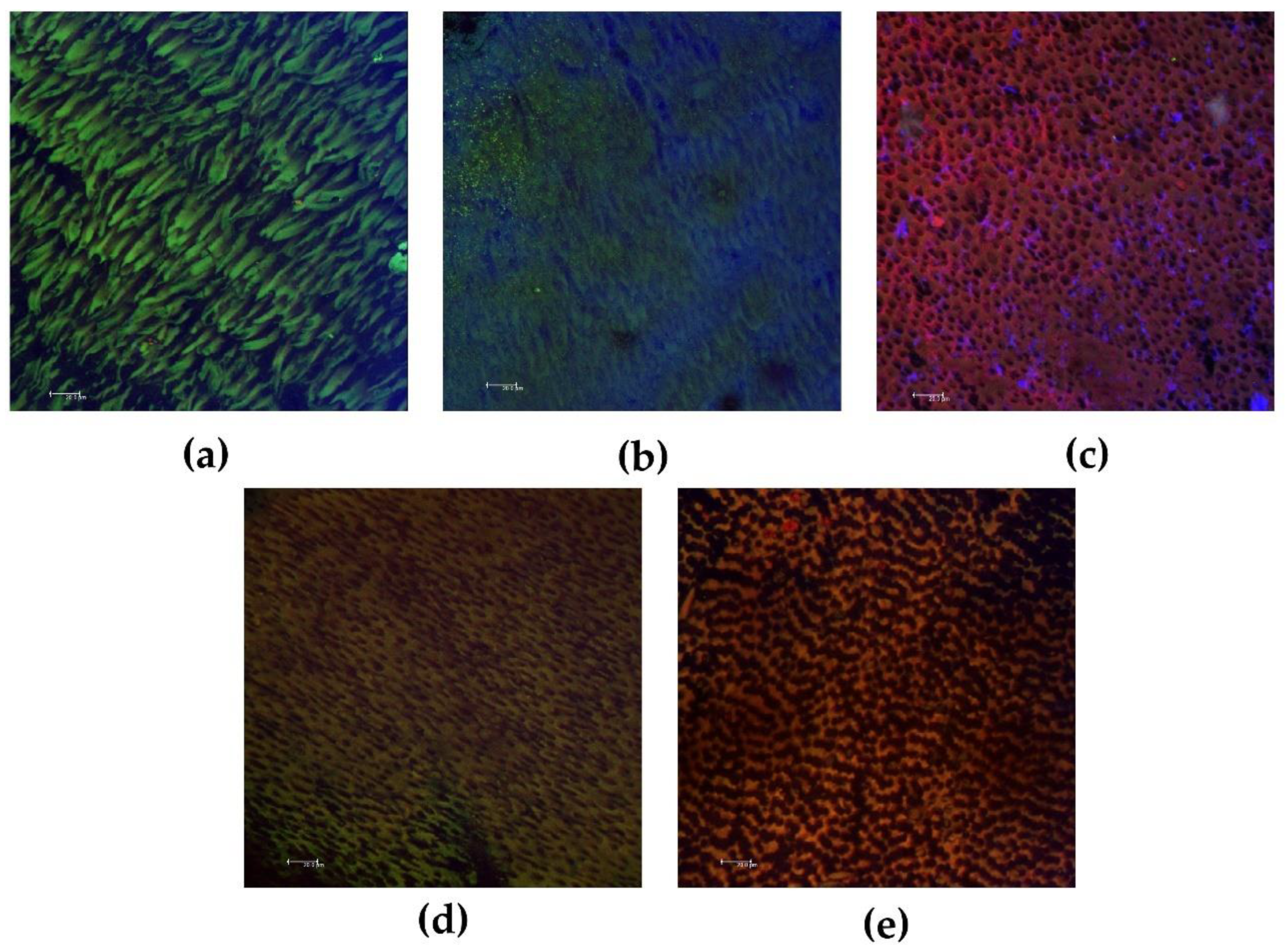 Biomedicines 10 03123 g001 Biomedicines 10 03123 g001