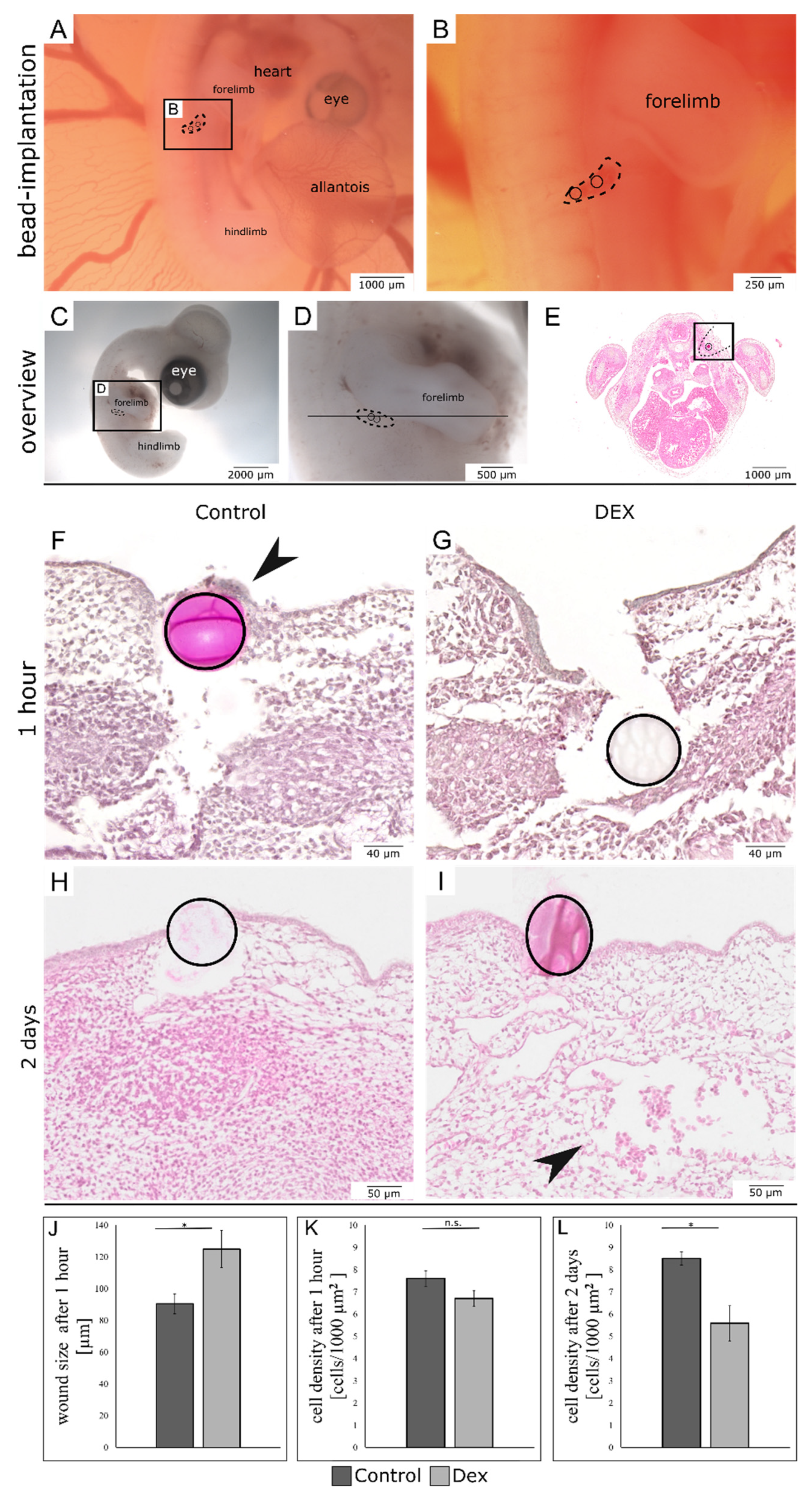Biomedicines 10 03125 g001 Biomedicines 10 03125 g001