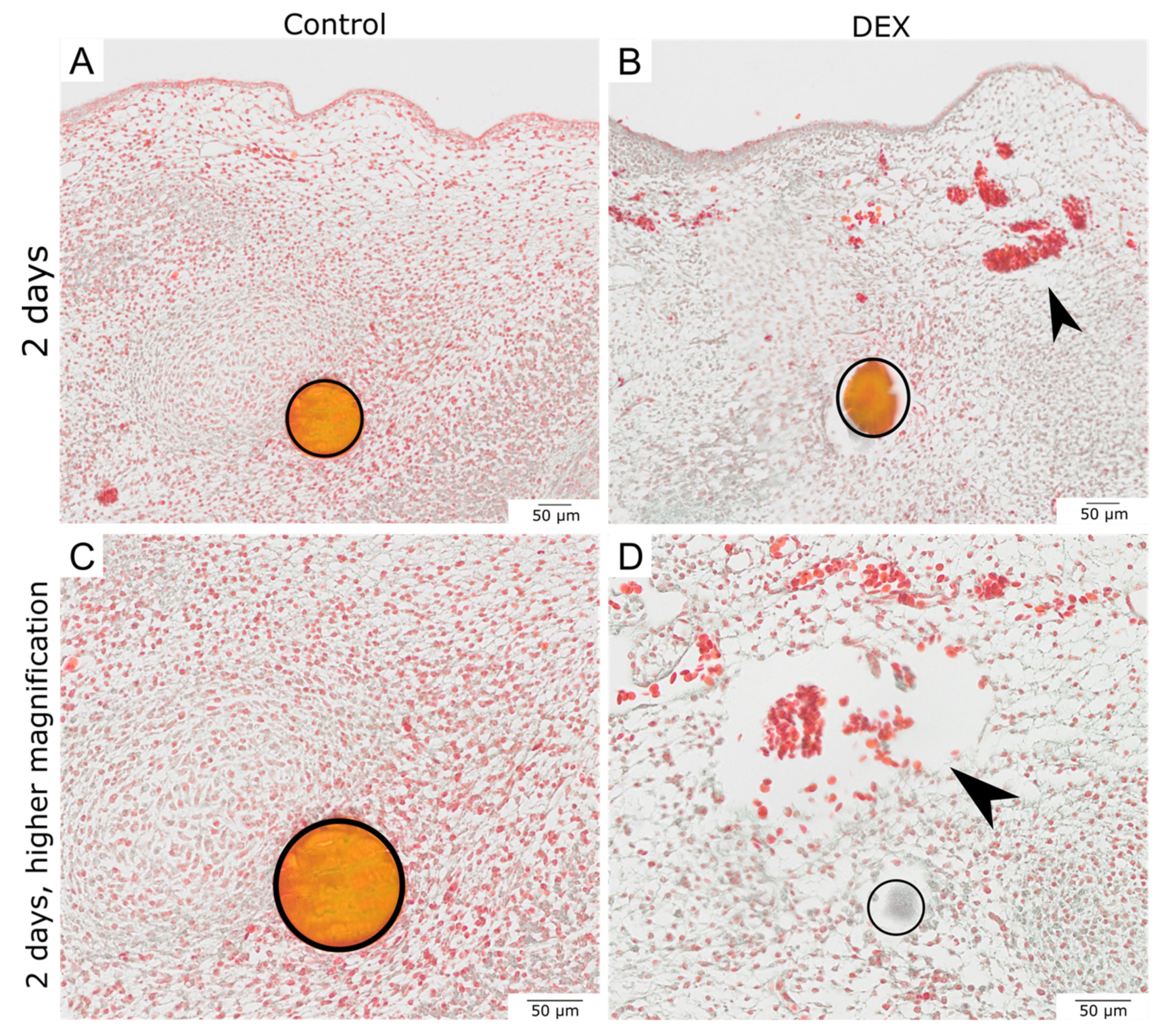 Biomedicines 10 03125 g002 Biomedicines 10 03125 g002