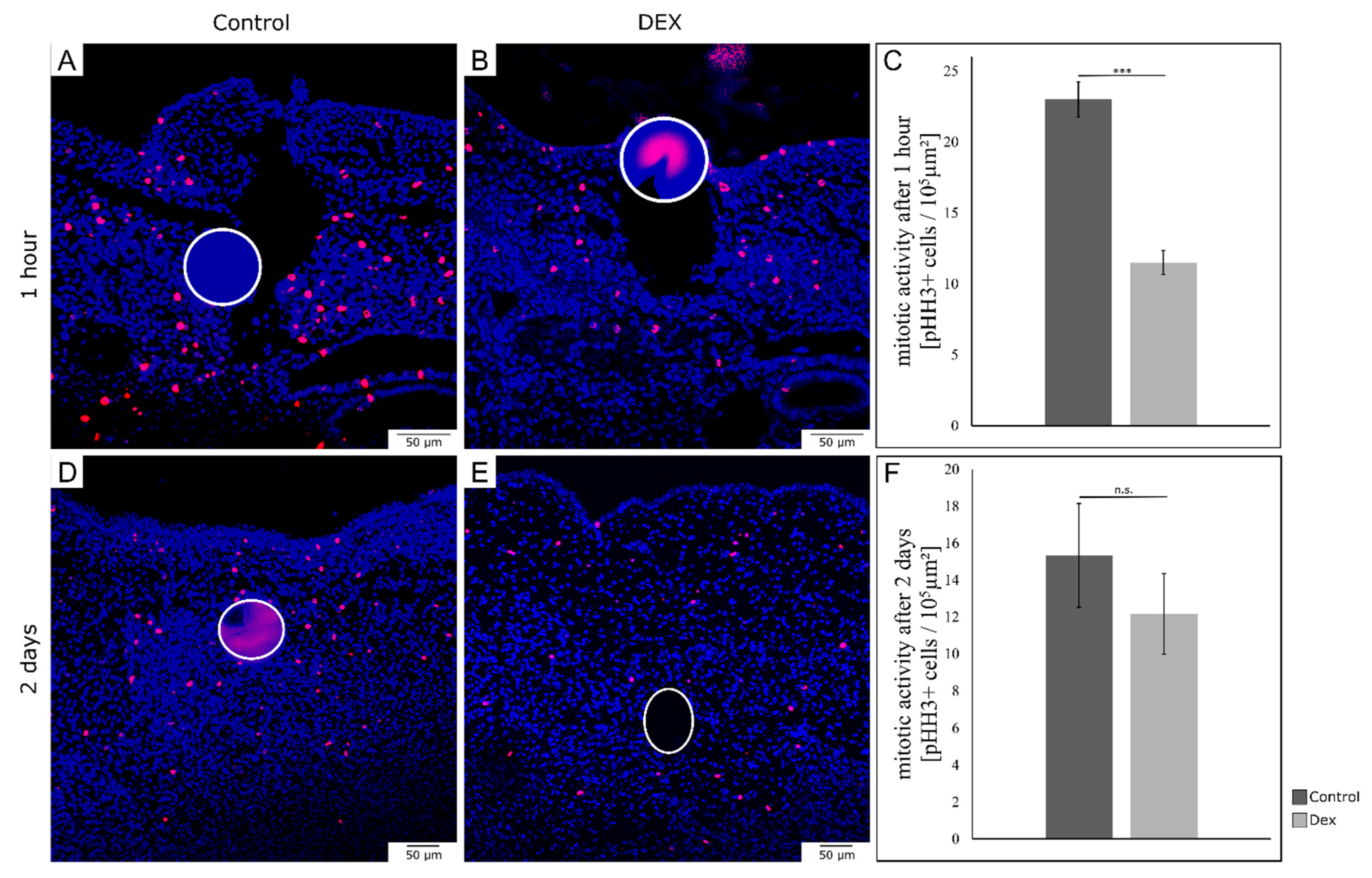Biomedicines 10 03125 g005 Biomedicines 10 03125 g005