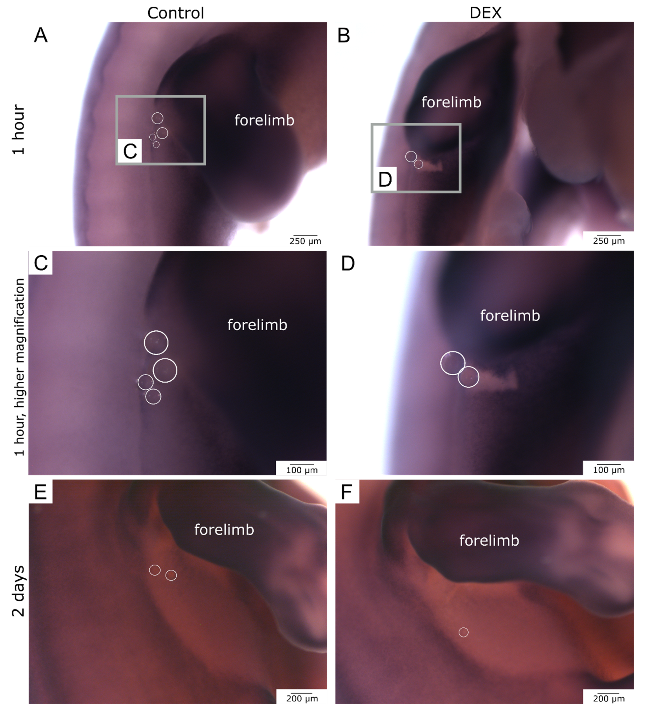 Biomedicines 10 03125 g007 Biomedicines 10 03125 g007