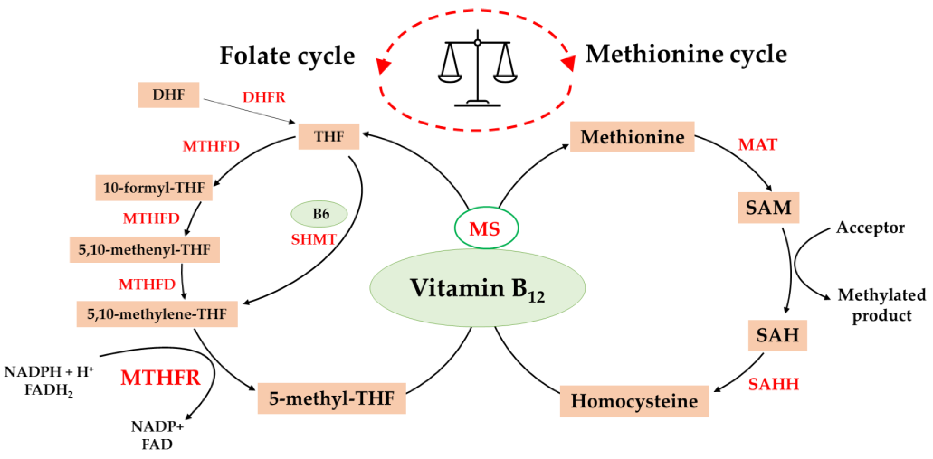 Biomedicines 10 03140 sch001