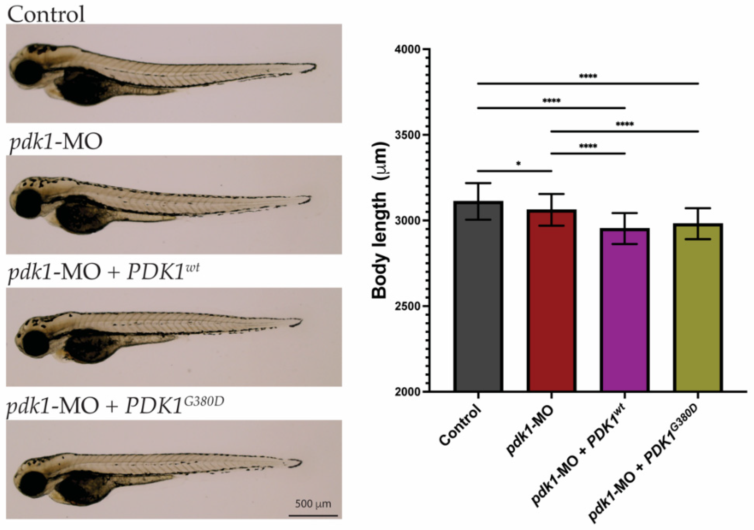 Biomedicines 10 03171 g002 Biomedicines 10 03171 g002