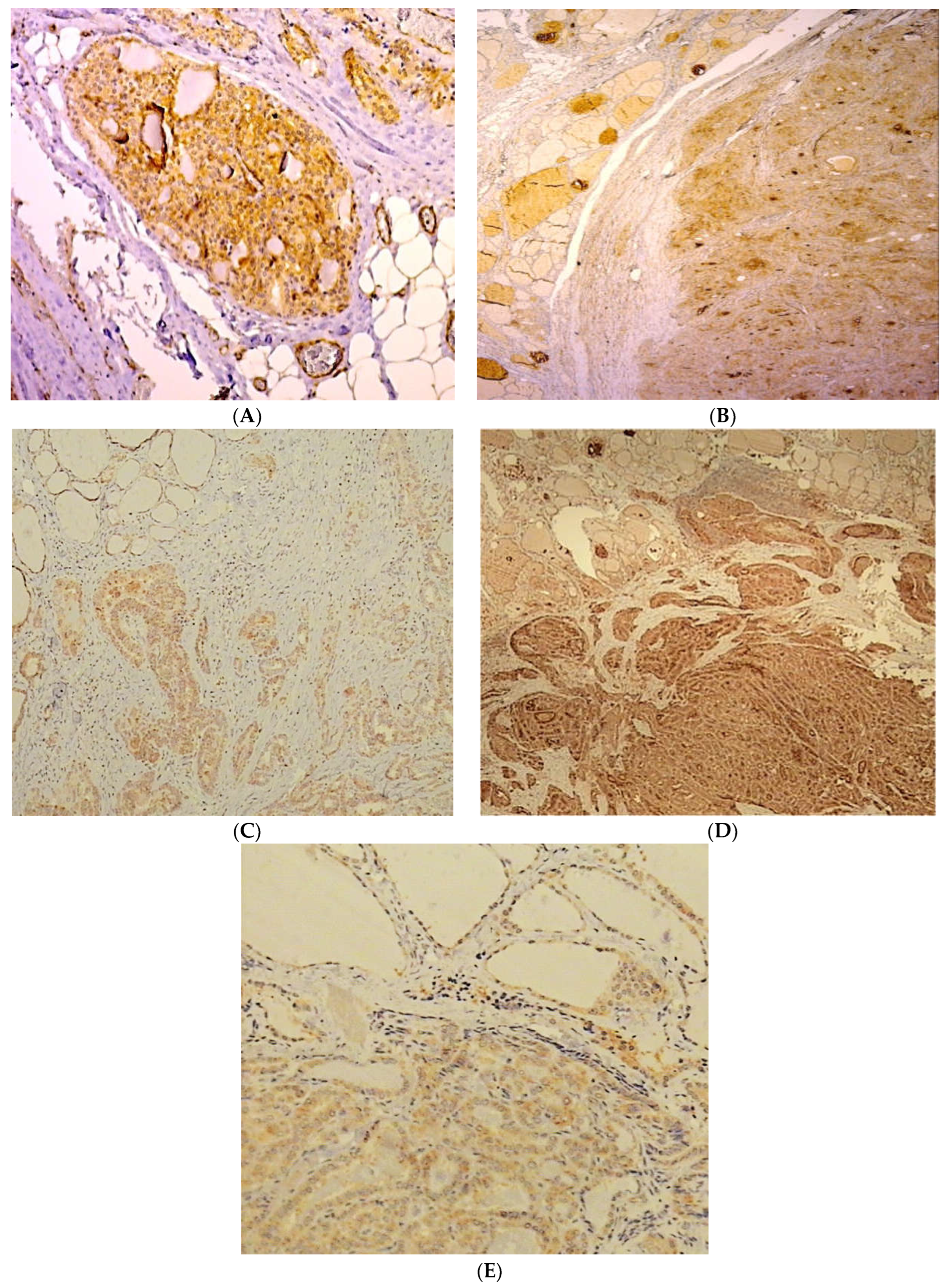 Biomedicines 10 03178 g001 Biomedicines 10 03178 g001