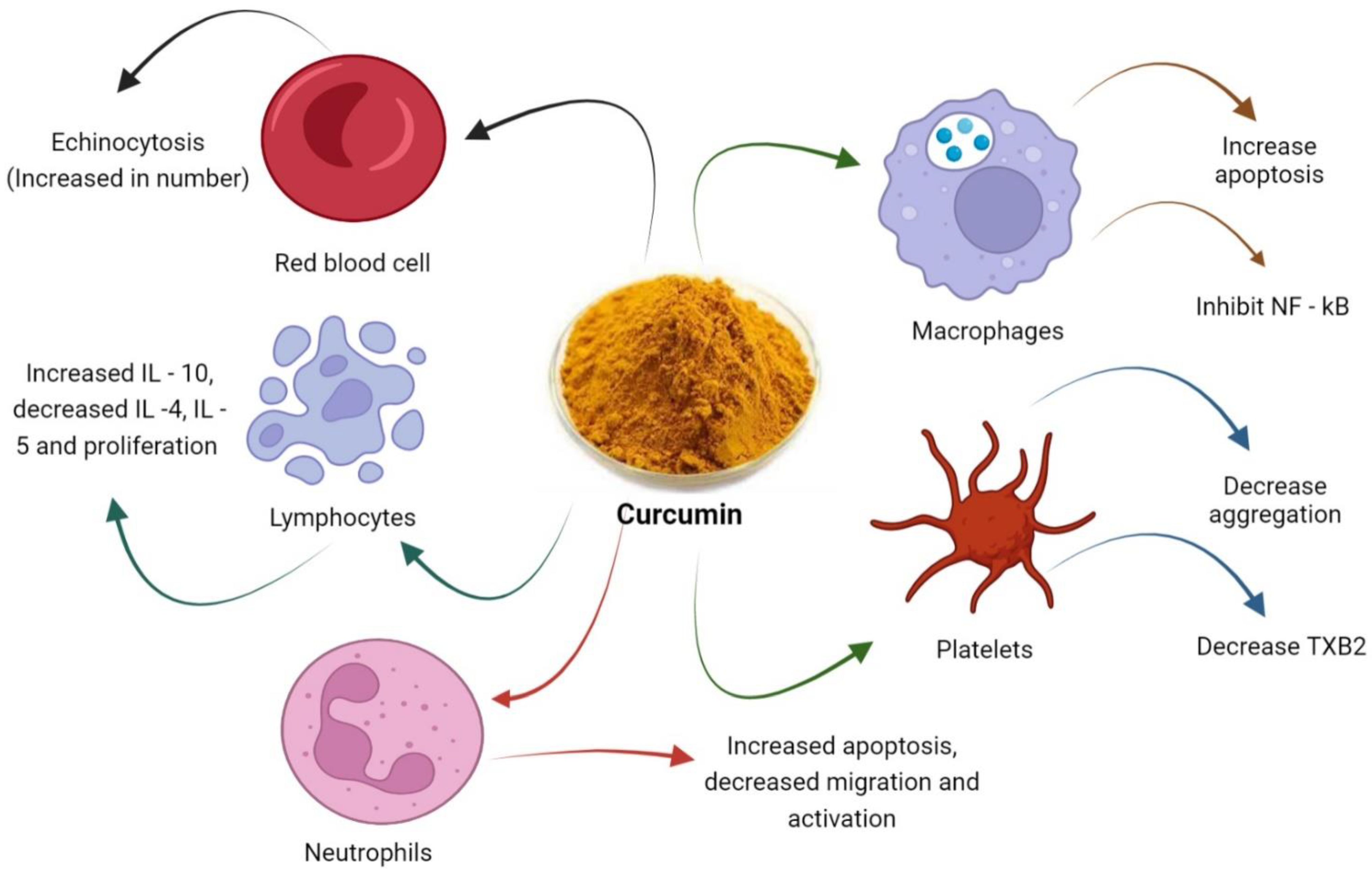 Biomedicines 10 03180 g003 Biomedicines 10 03180 g003