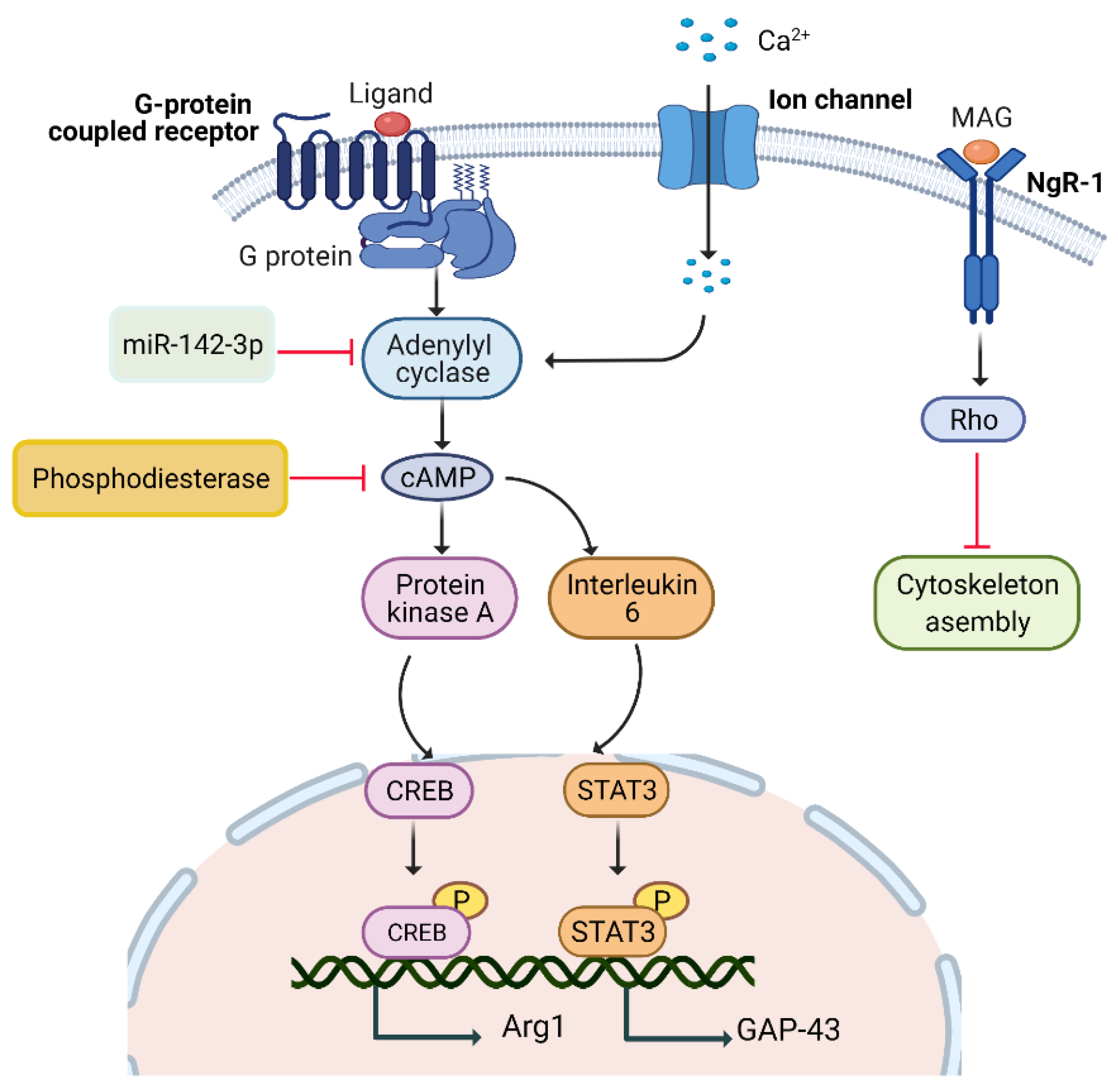 Biomedicines 10 03186 g001