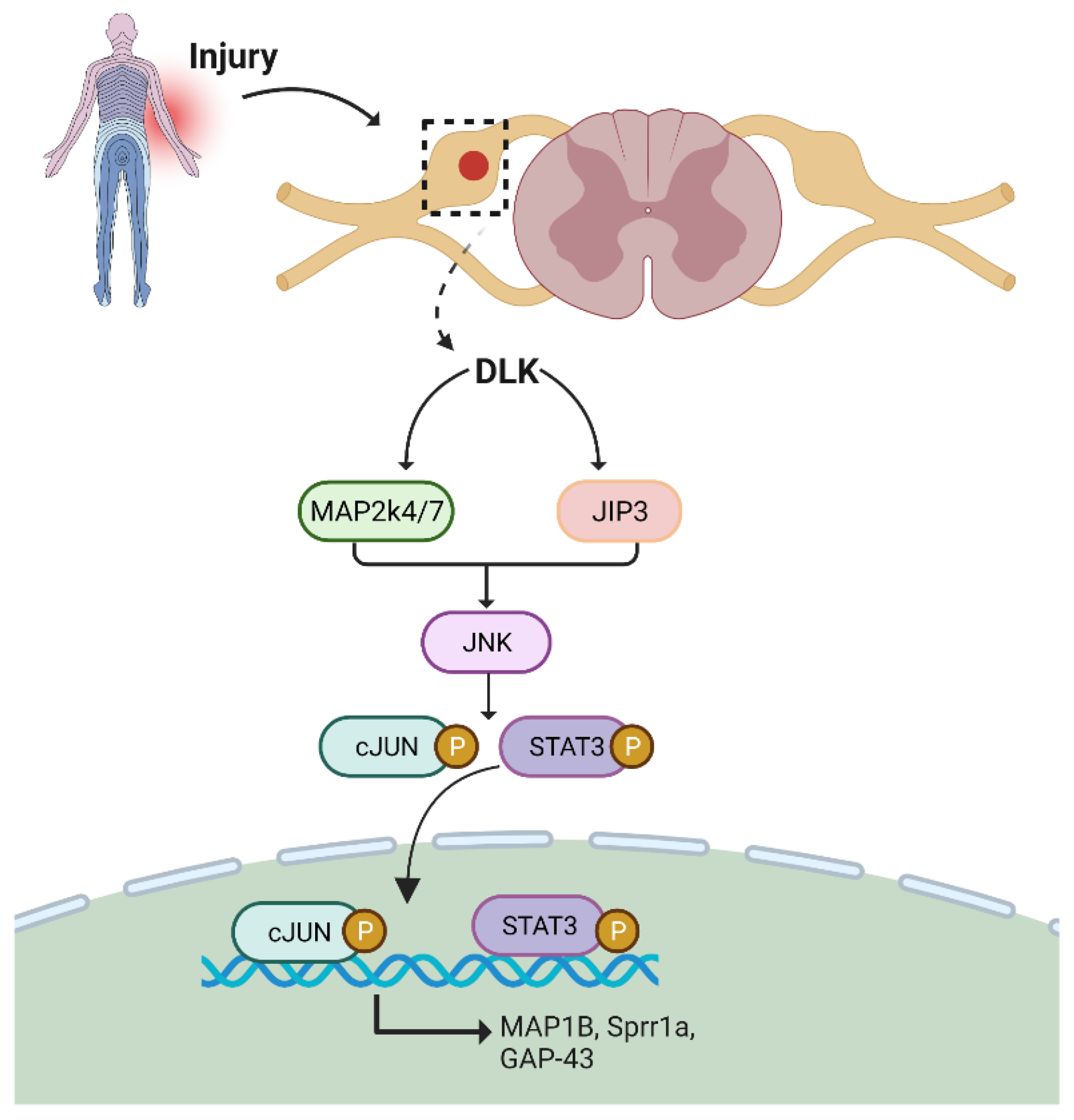 Biomedicines 10 03186 g002