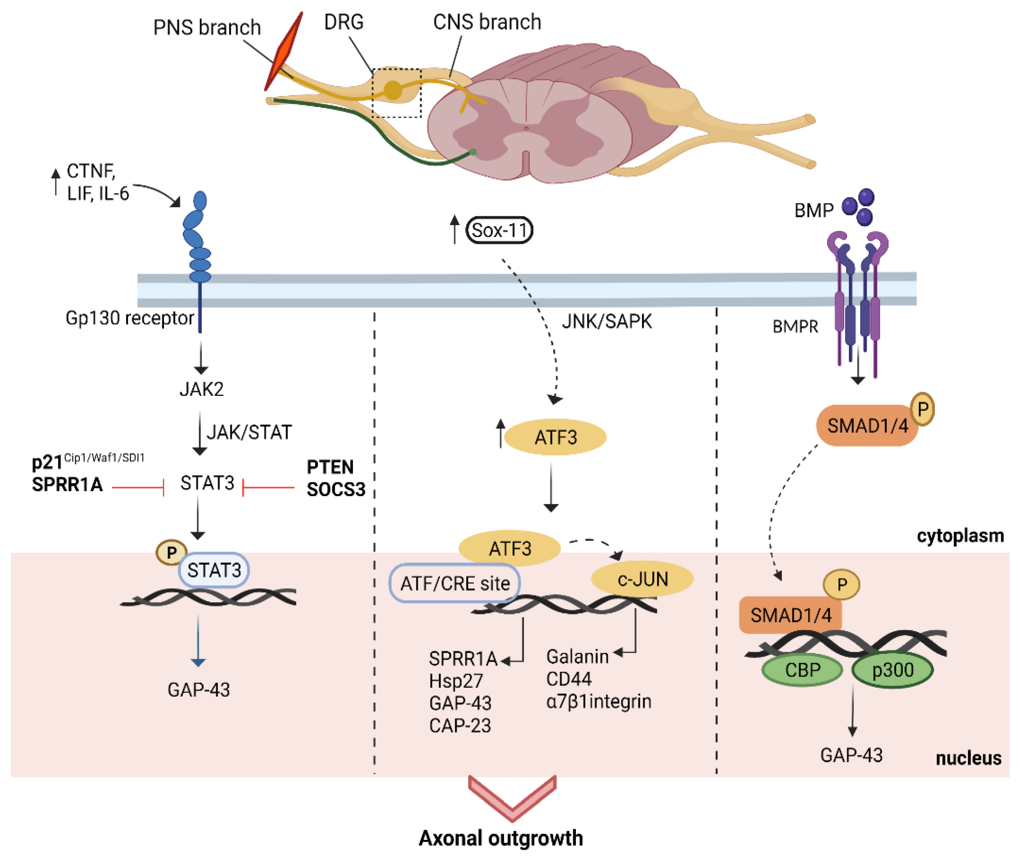 Biomedicines 10 03186 g003