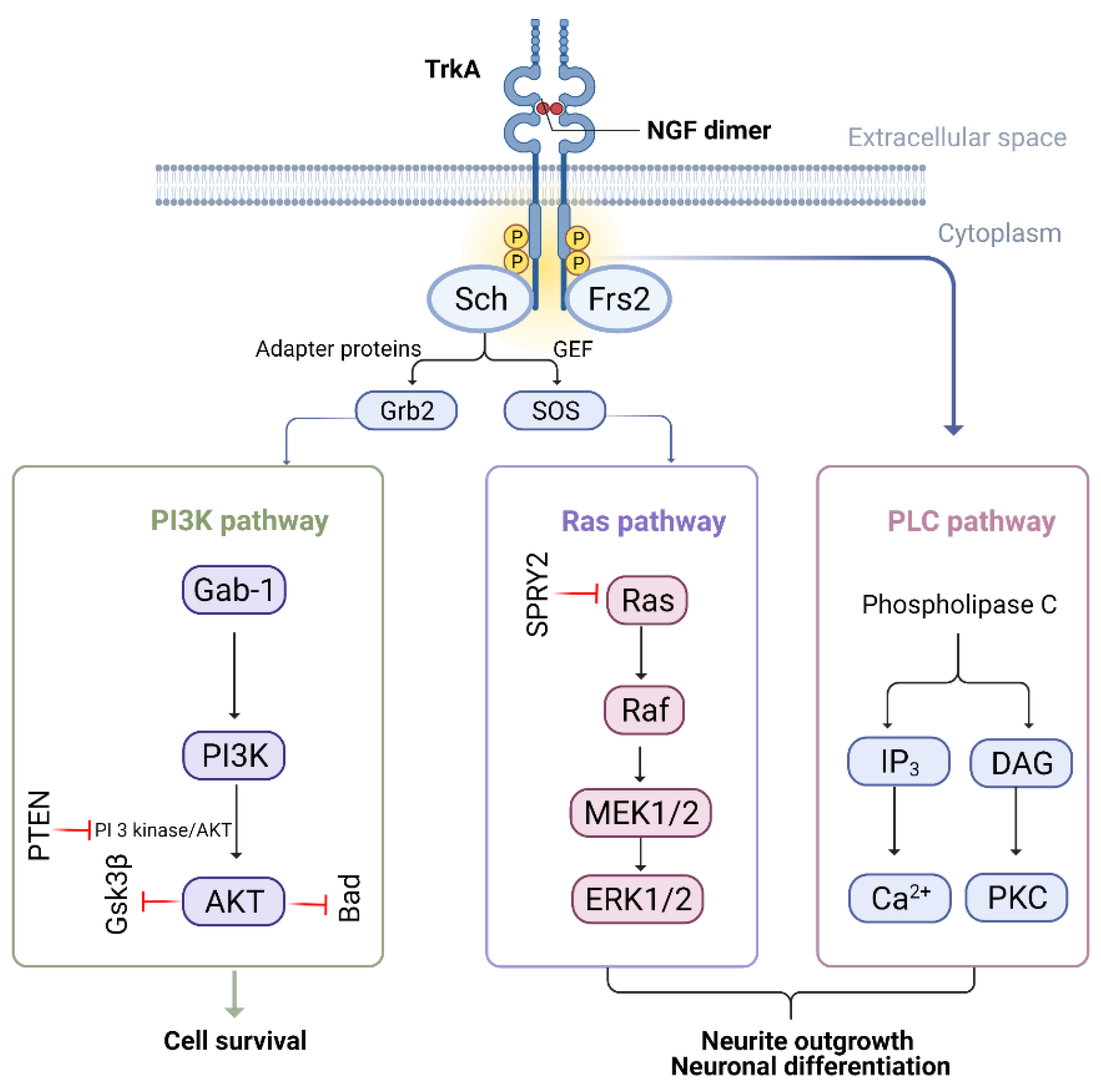 Biomedicines 10 03186 g004