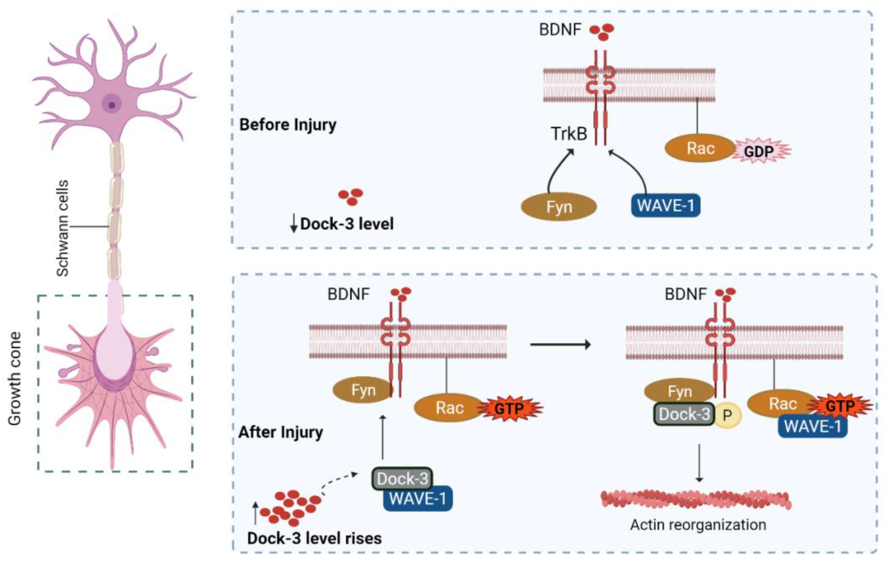 Biomedicines 10 03186 g005