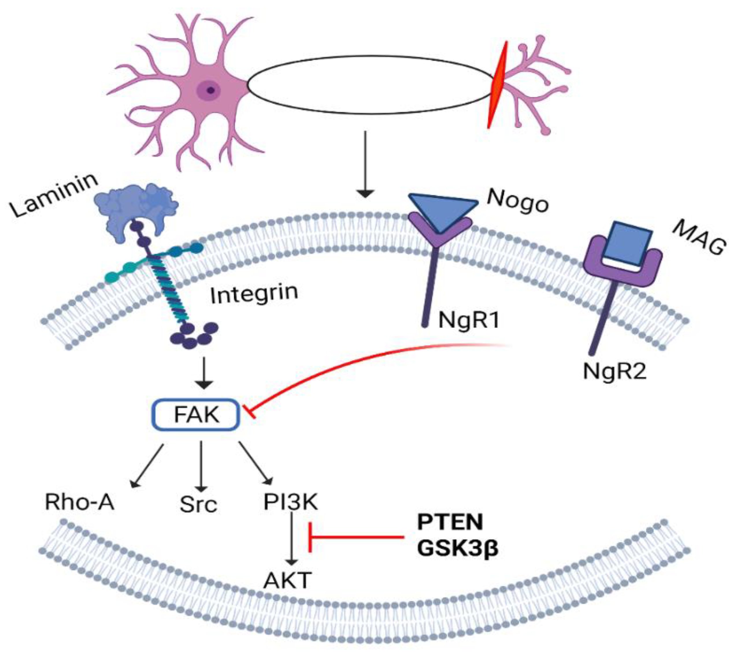 Biomedicines 10 03186 g011