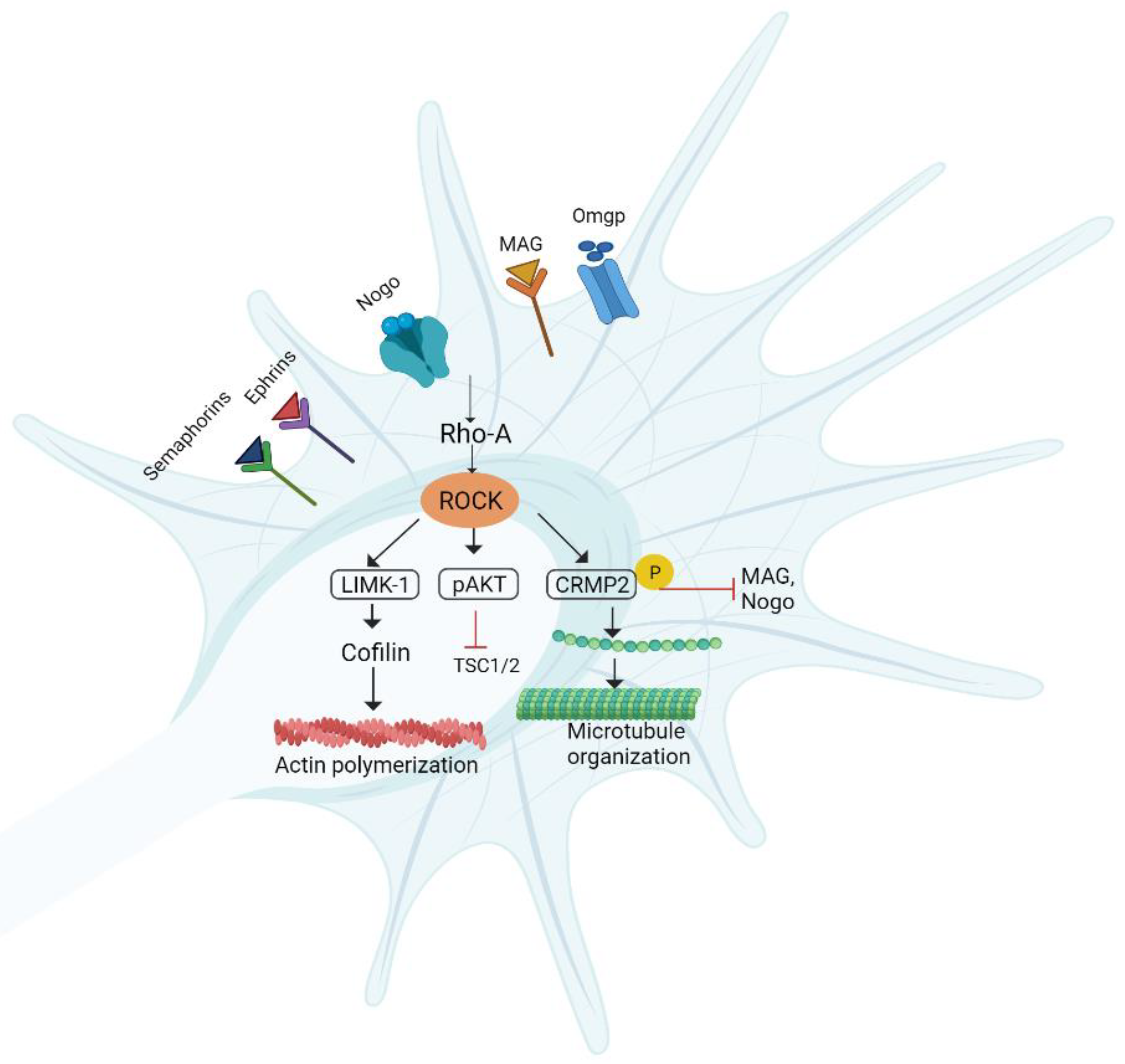Biomedicines 10 03186 g012
