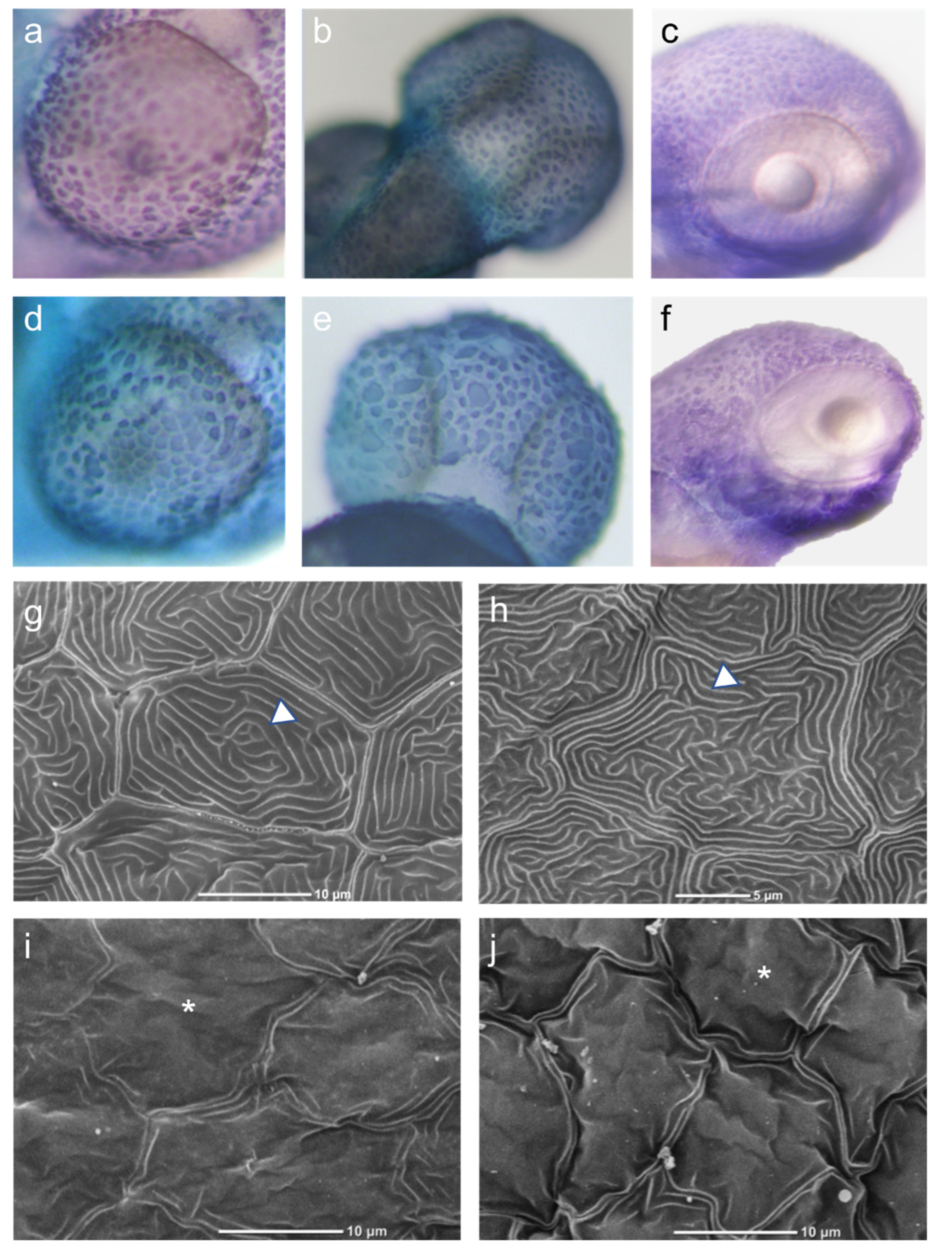 Biomedicines 10 03192 g002