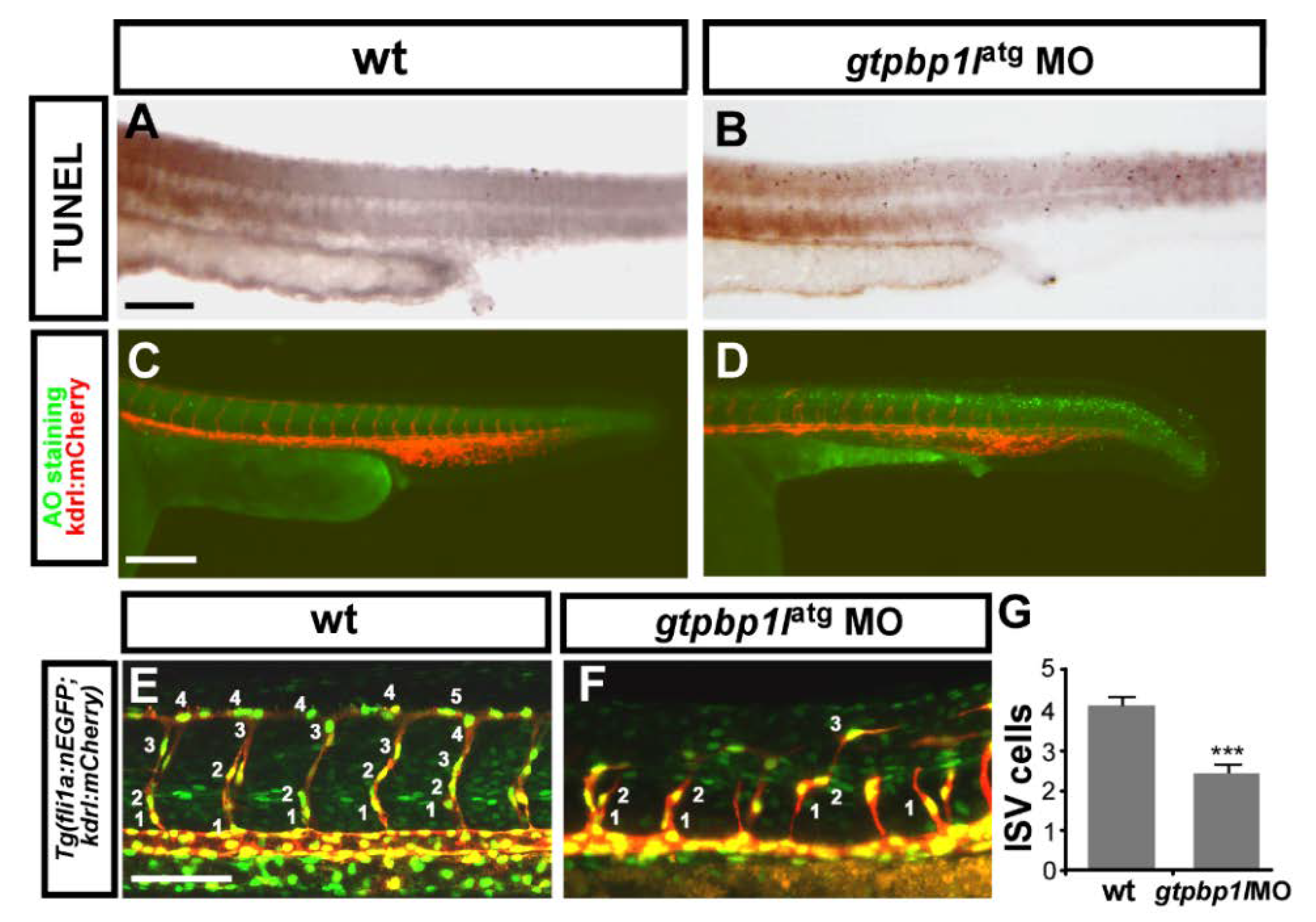 Biomedicines 10 03208 g004 Biomedicines 10 03208 g004
