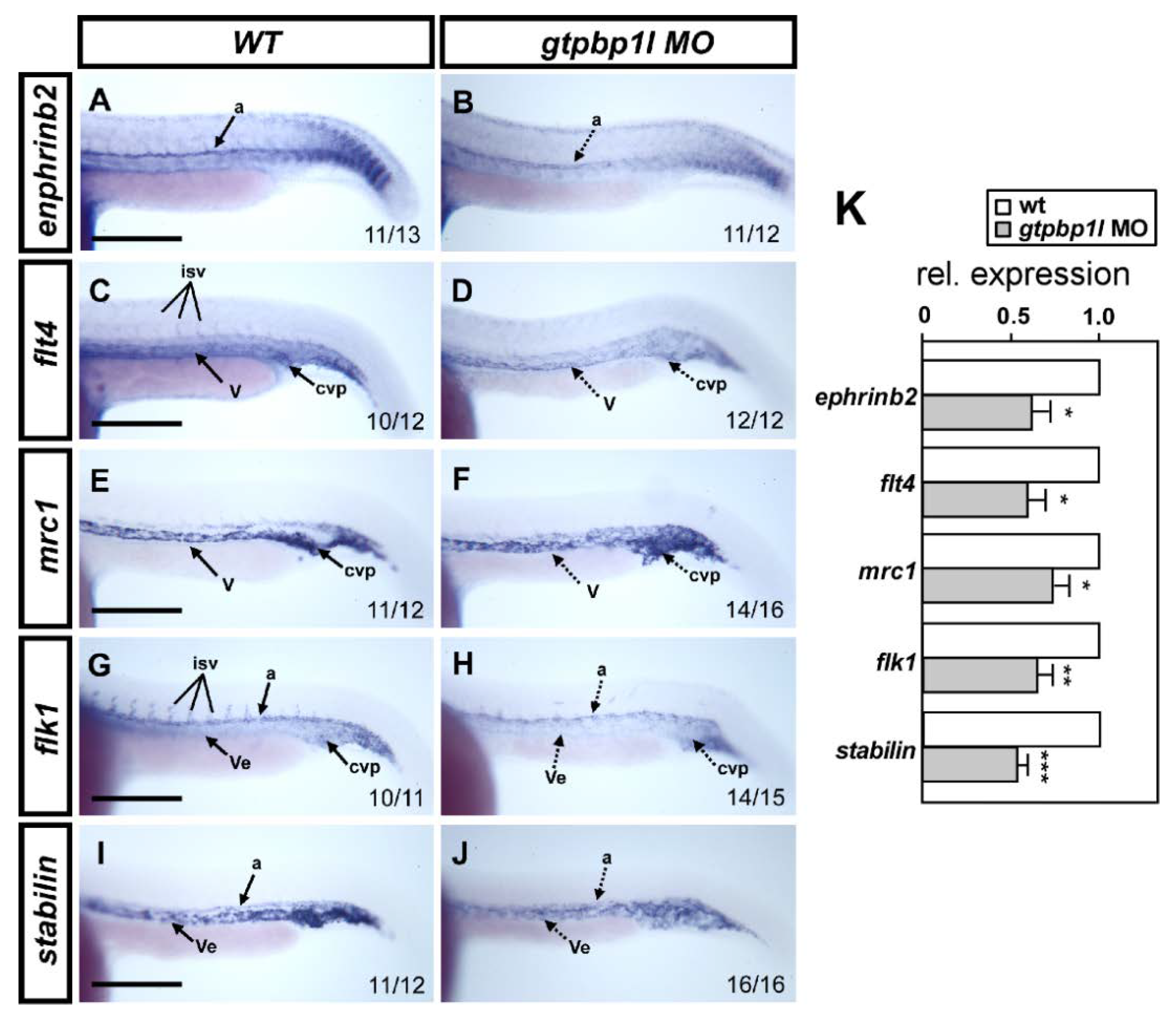 Biomedicines 10 03208 g005 Biomedicines 10 03208 g005