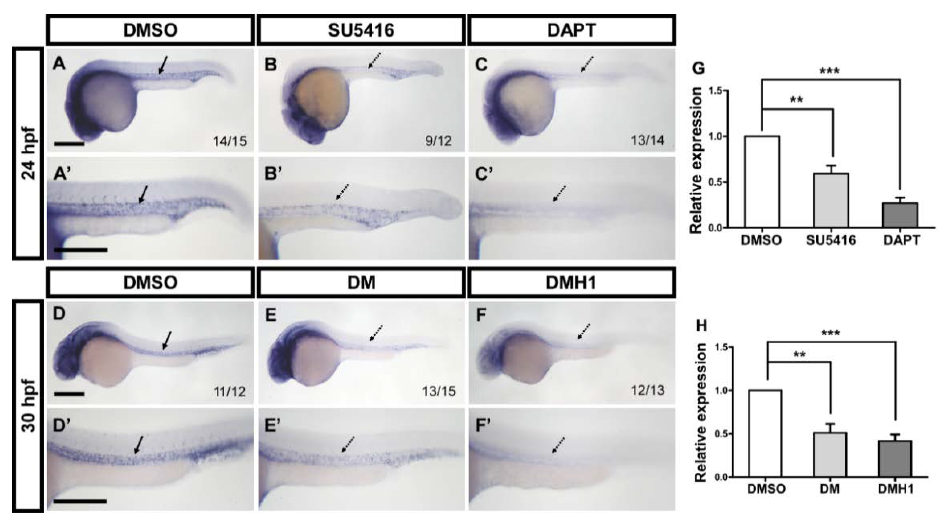 Biomedicines 10 03208 g006 Biomedicines 10 03208 g006