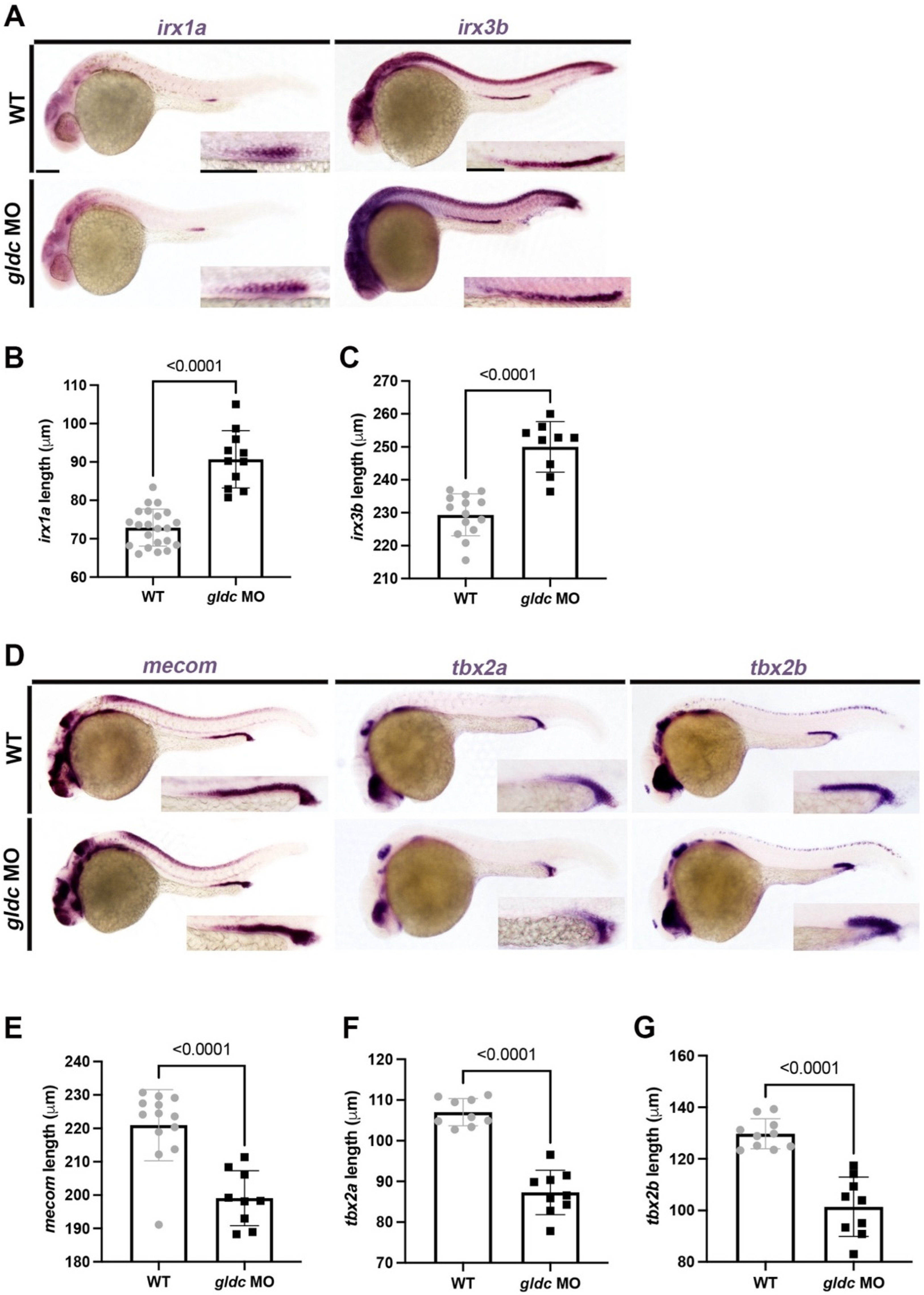 Biomedicines 10 03220 g004 Biomedicines 10 03220 g004