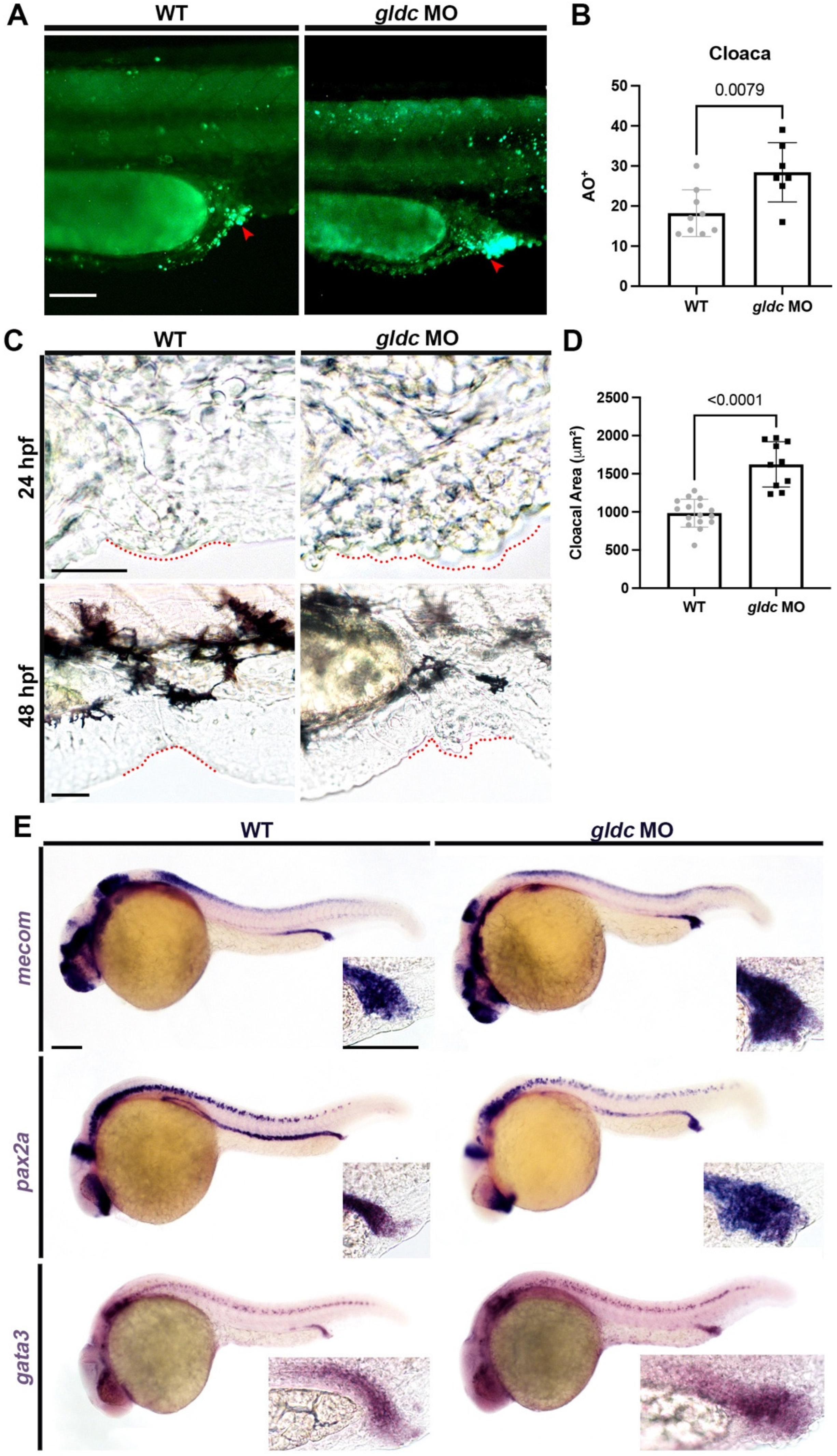 Biomedicines 10 03220 g005 Biomedicines 10 03220 g005
