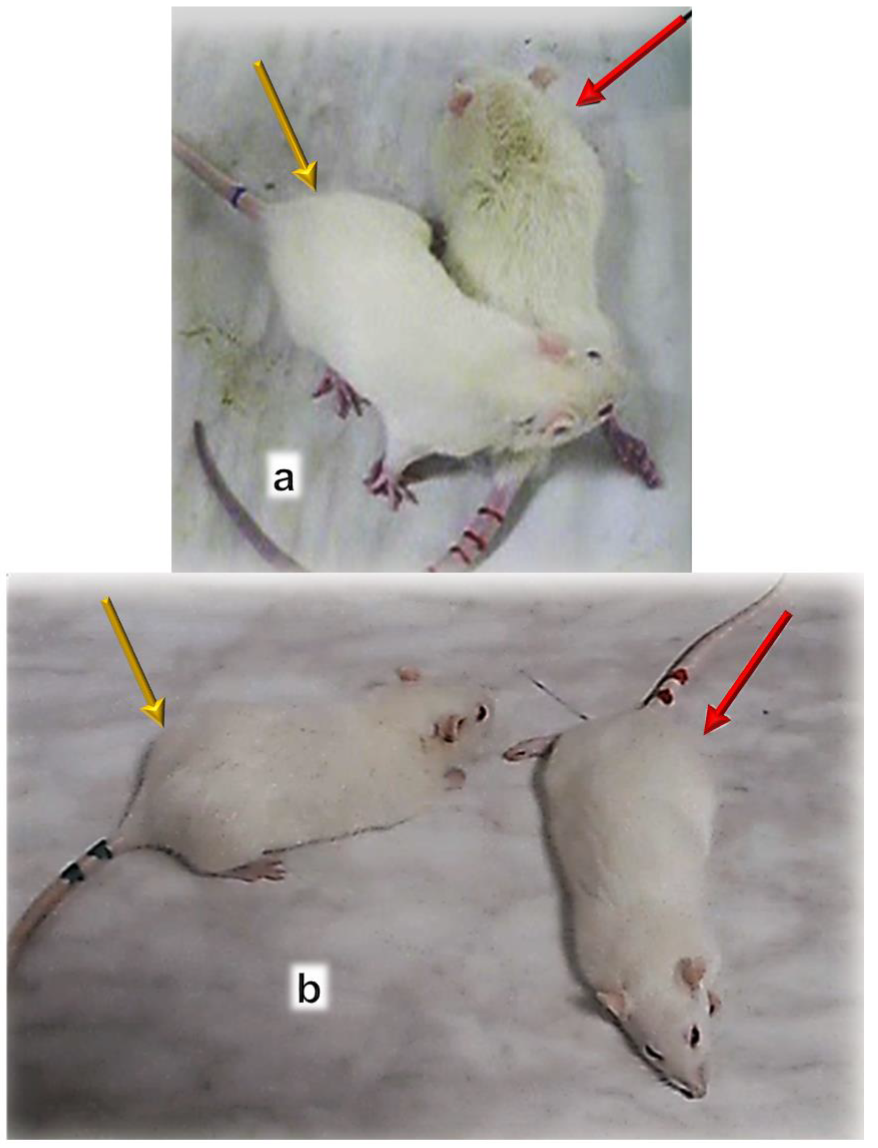 Biomedicines 10 03221 g010 Biomedicines 10 03221 g010