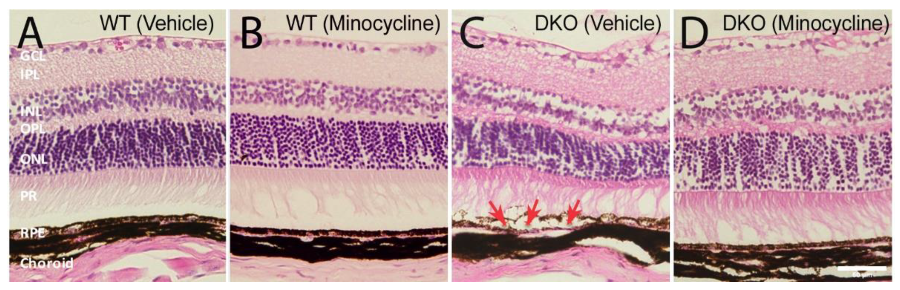 Biomedicines 10 03222 g008 Biomedicines 10 03222 g008