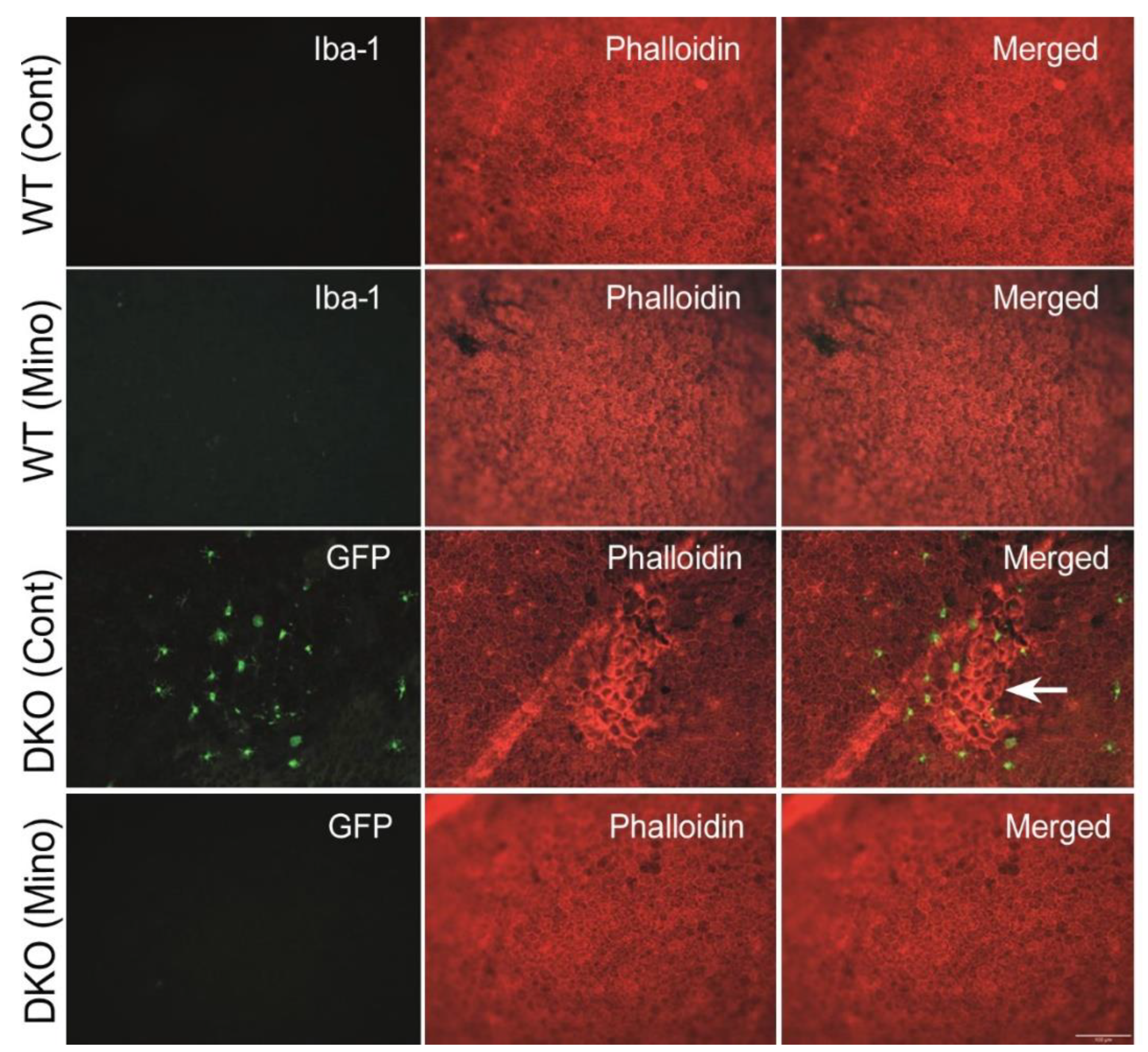 Biomedicines 10 03222 g009 Biomedicines 10 03222 g009