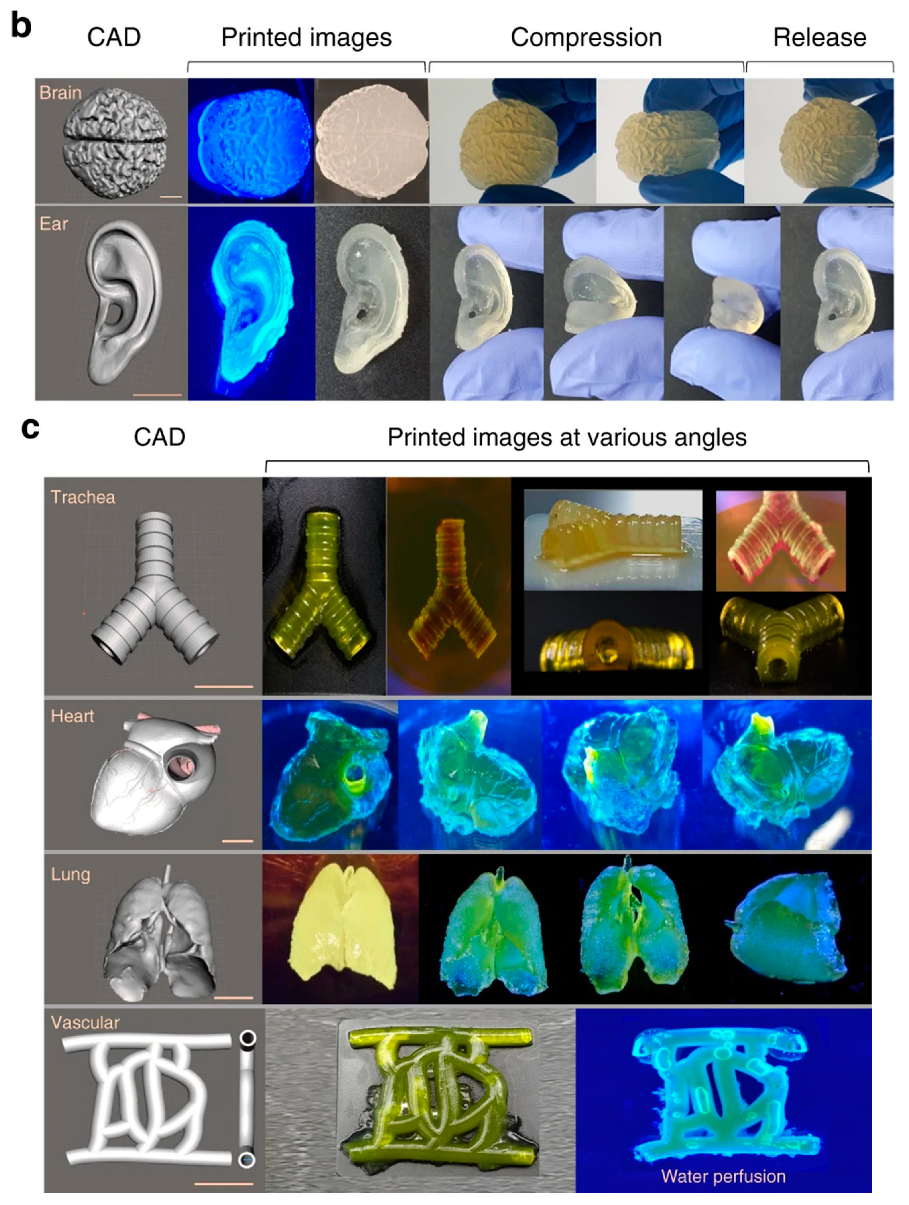 Biomedicines 10 03224 g004b Biomedicines 10 03224 g004b