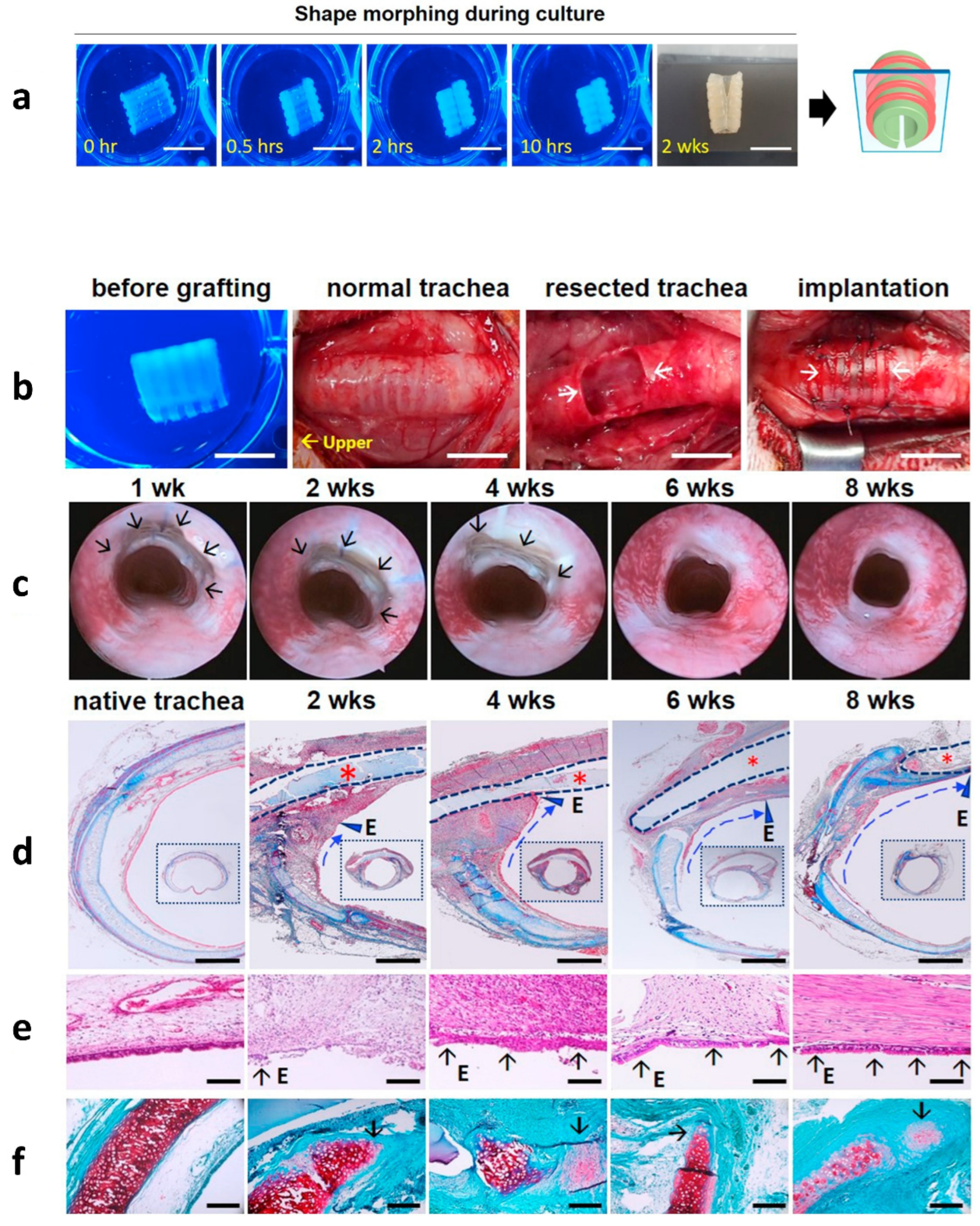 Biomedicines 10 03224 g006 Biomedicines 10 03224 g006