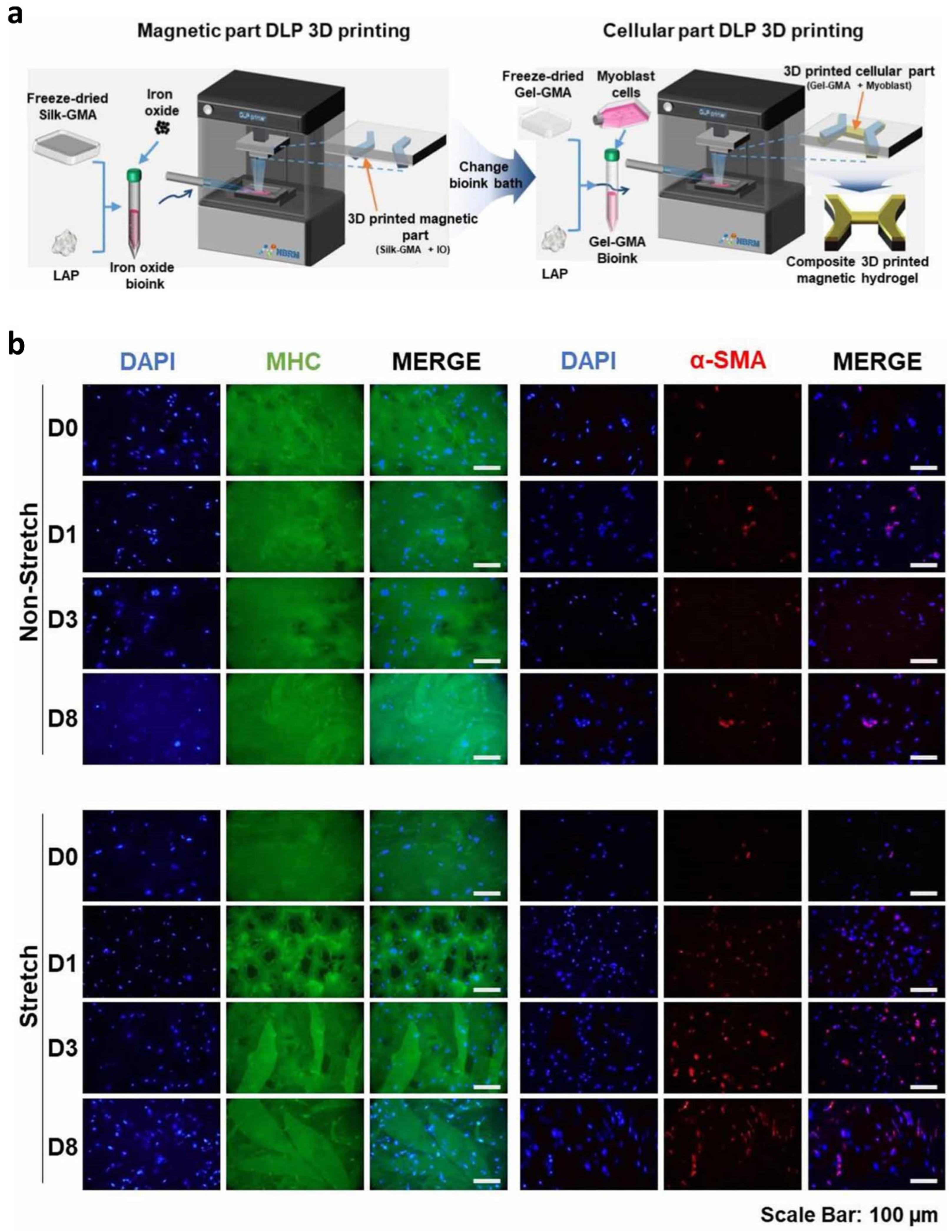 Biomedicines 10 03224 g007 Biomedicines 10 03224 g007