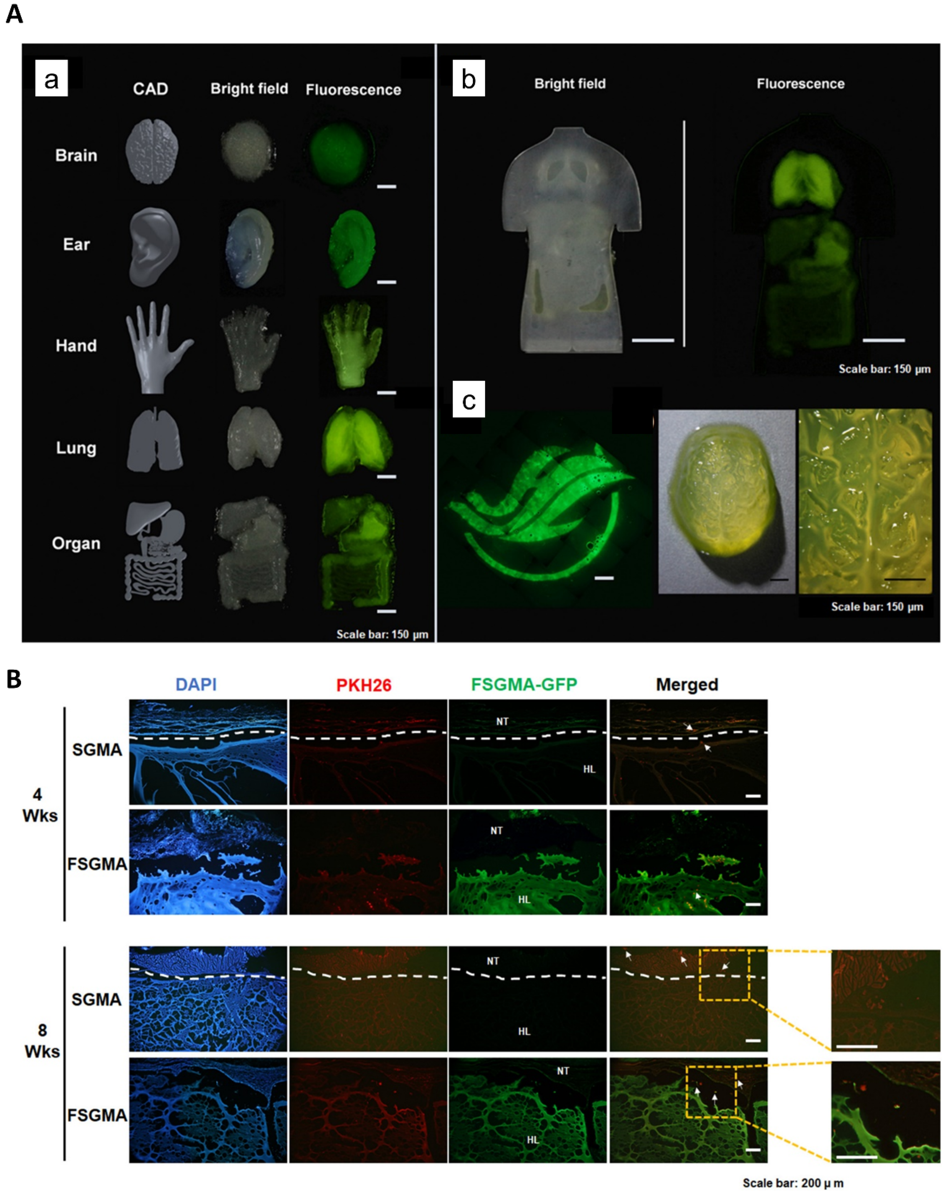 Biomedicines 10 03224 g008 Biomedicines 10 03224 g008