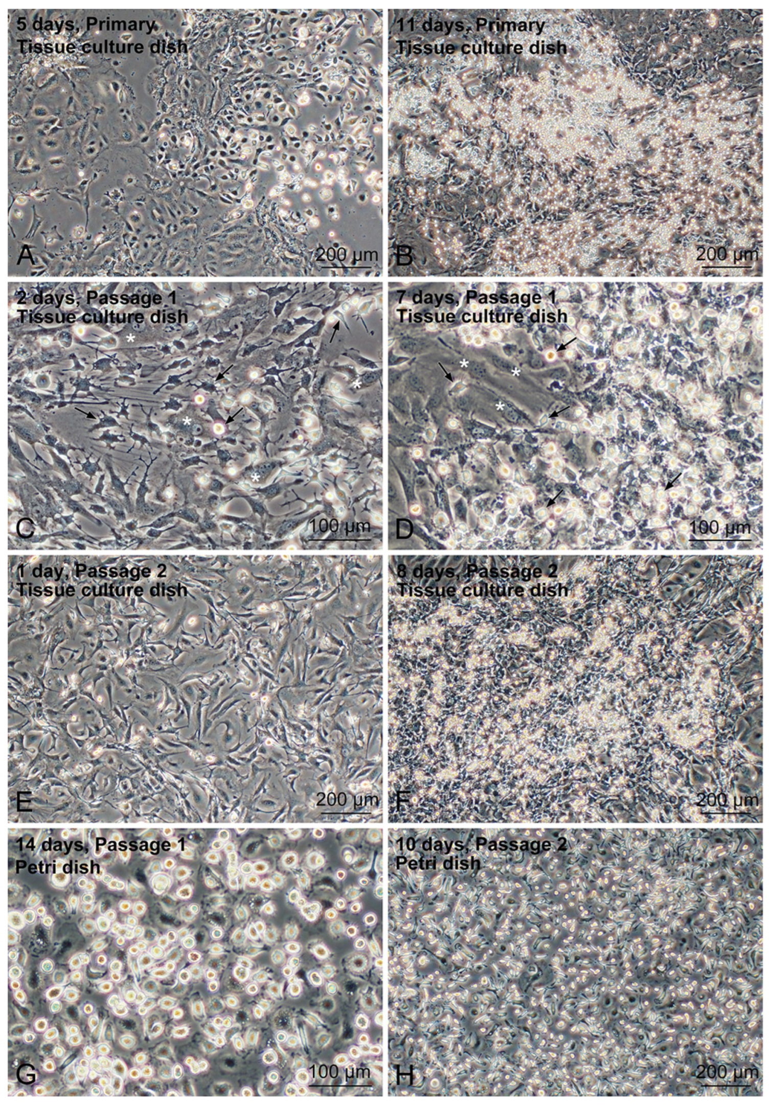 Biomedicines 10 03234 g001 Biomedicines 10 03234 g001