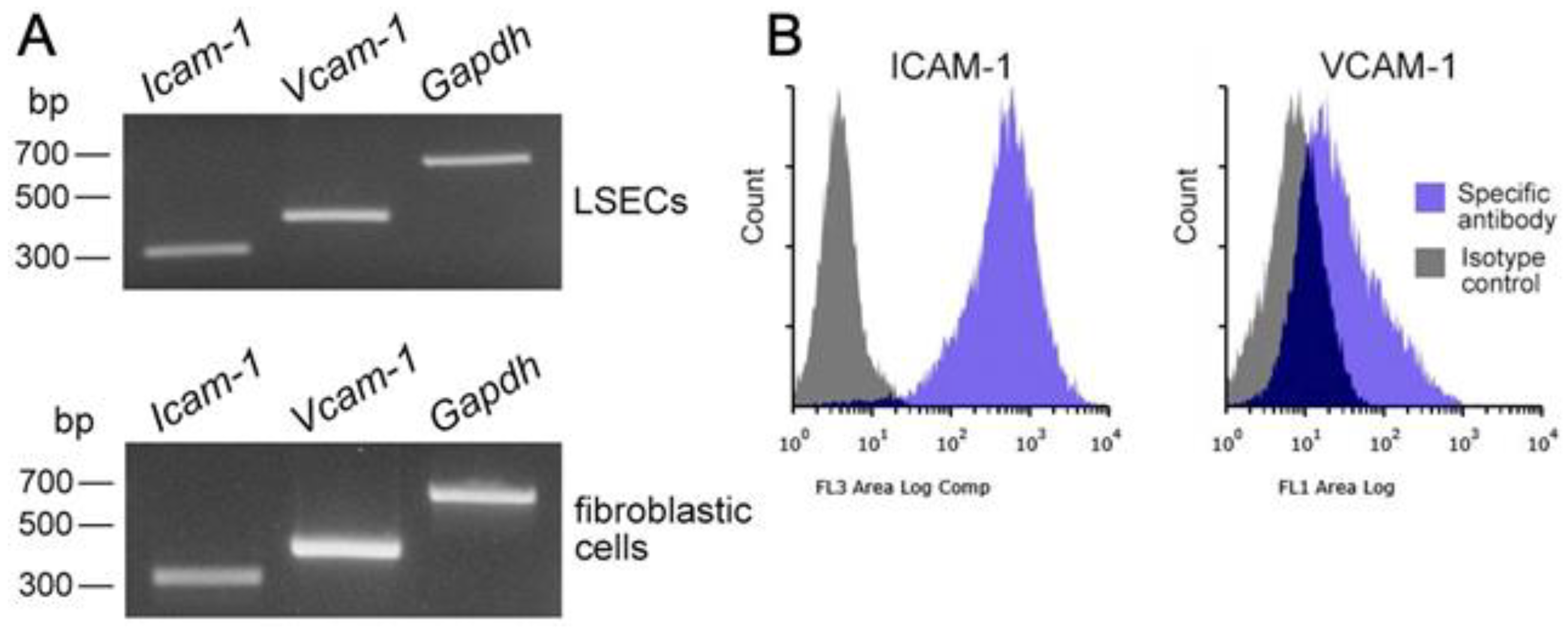 Biomedicines 10 03234 g006 Biomedicines 10 03234 g006