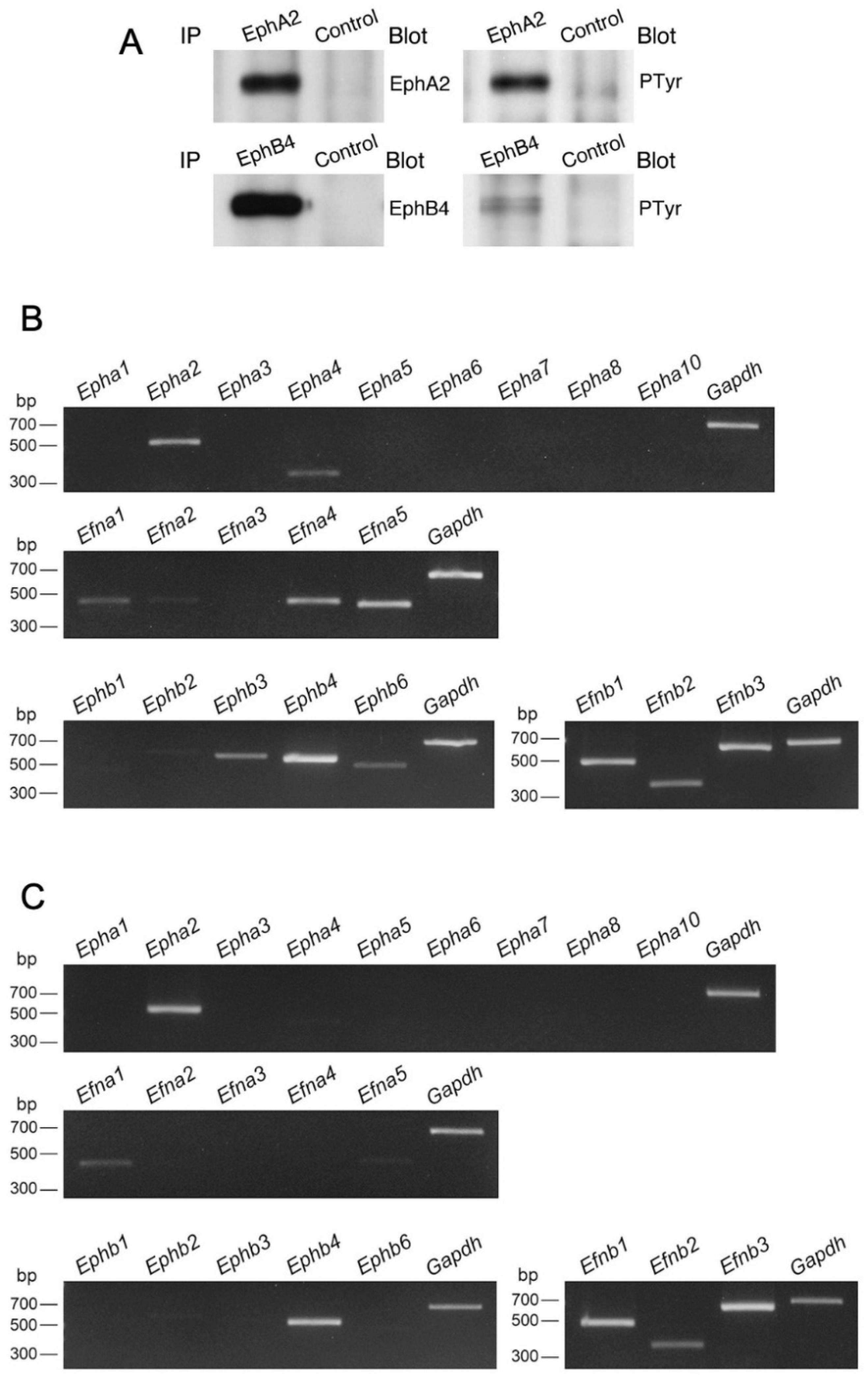 Biomedicines 10 03234 g009 Biomedicines 10 03234 g009
