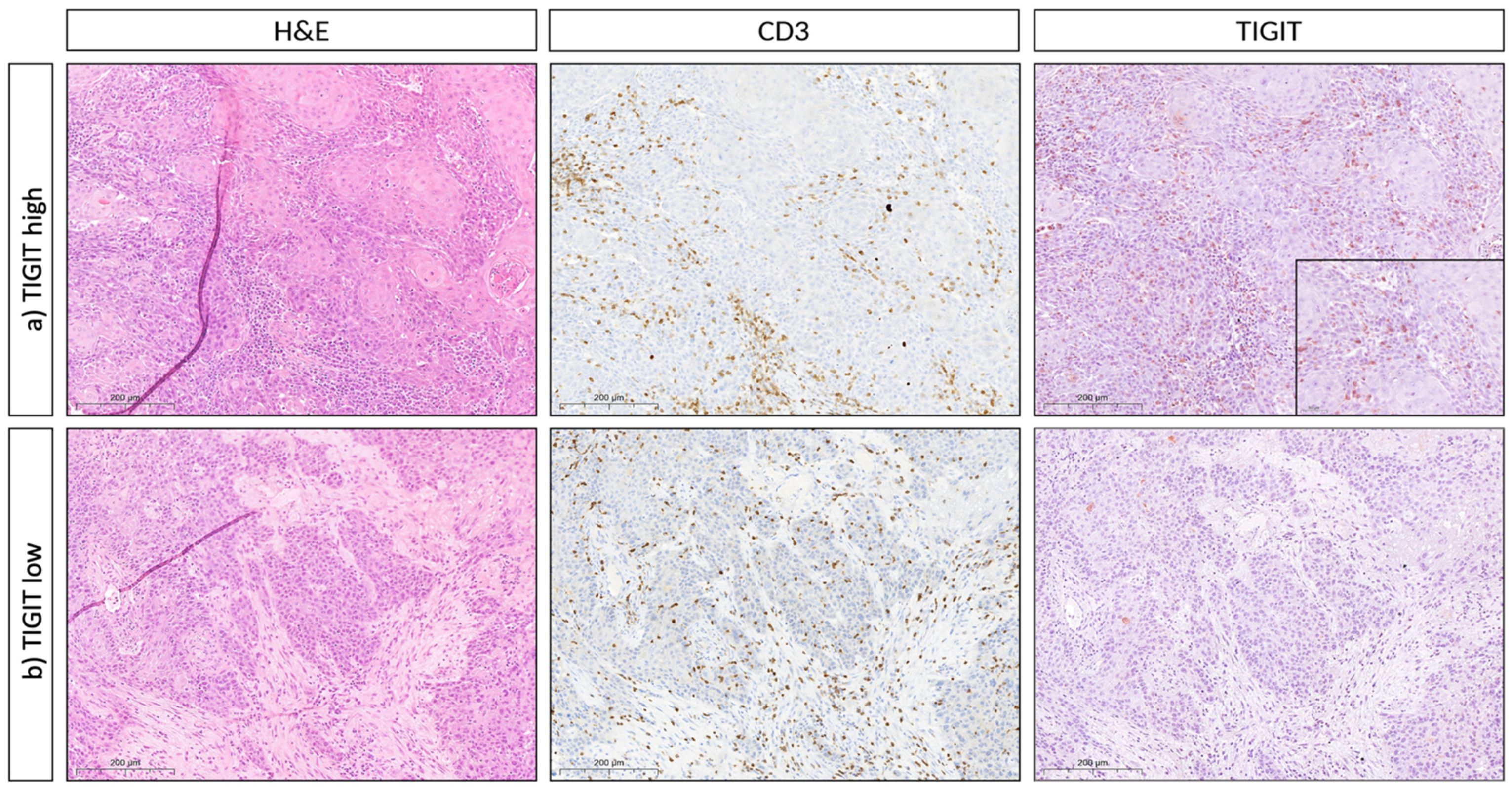 Biomedicines 10 03236 g003