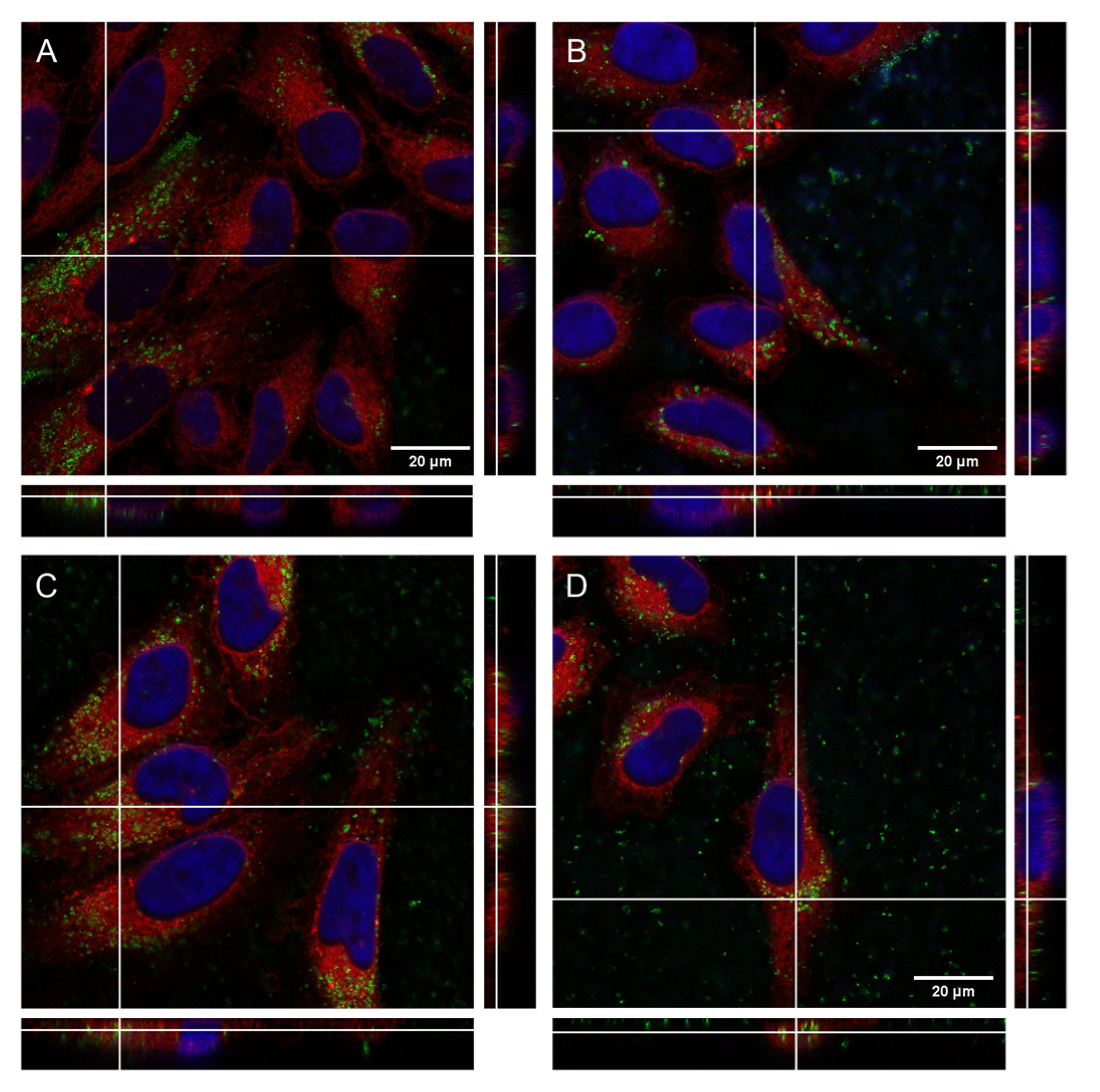 Biomedicines 10 03238 g006