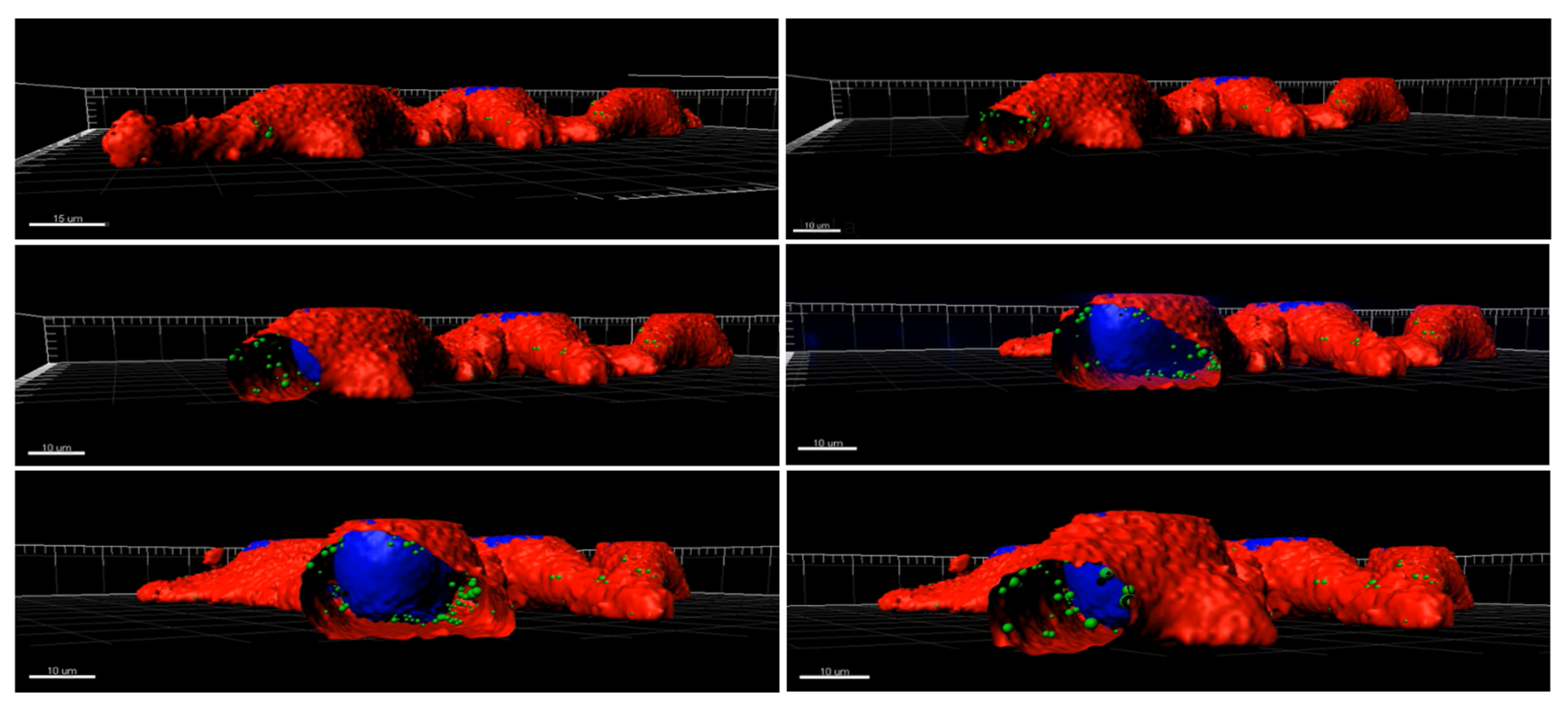 Biomedicines 10 03238 g007