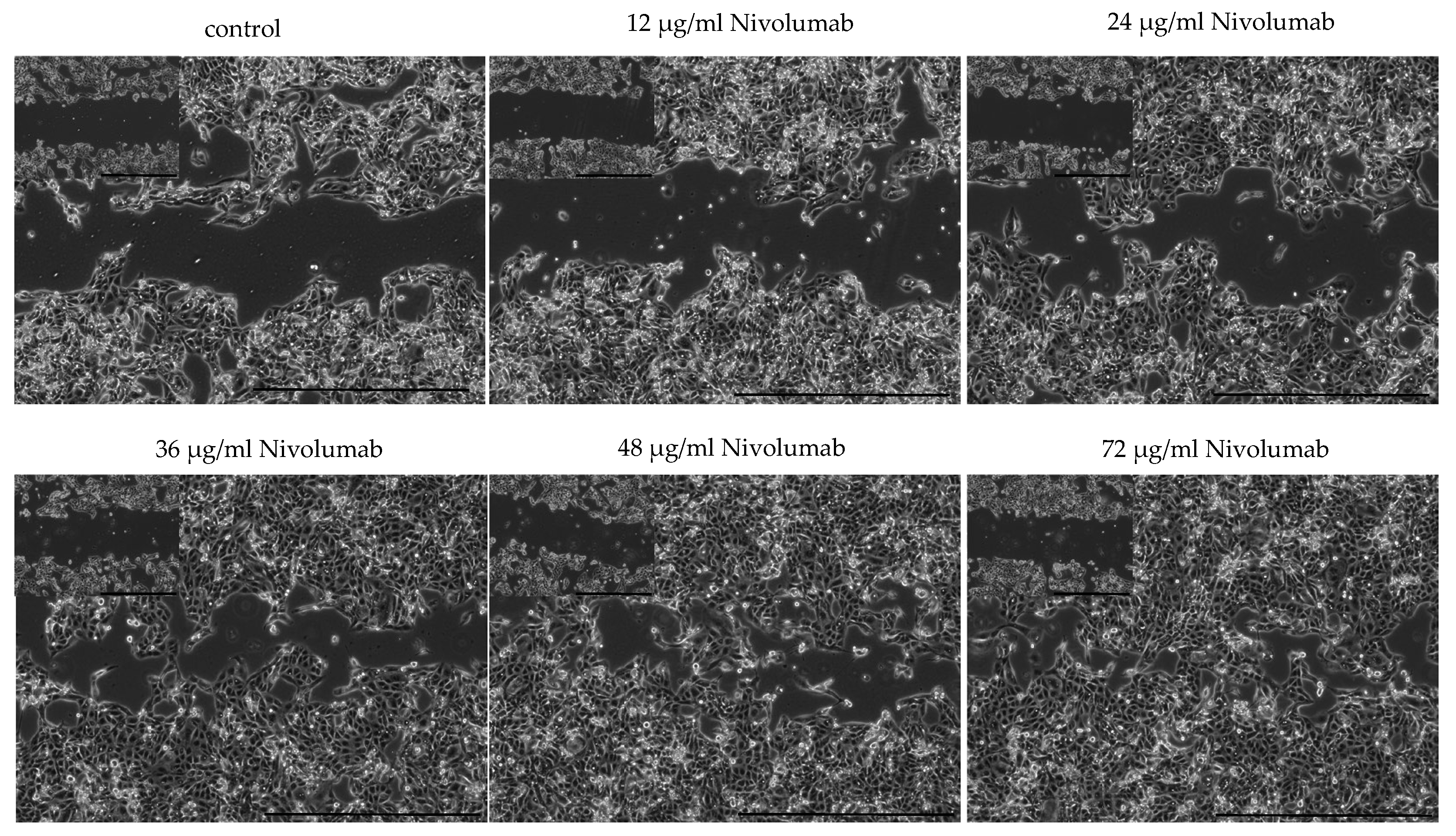 Biomedicines 10 03244 g004