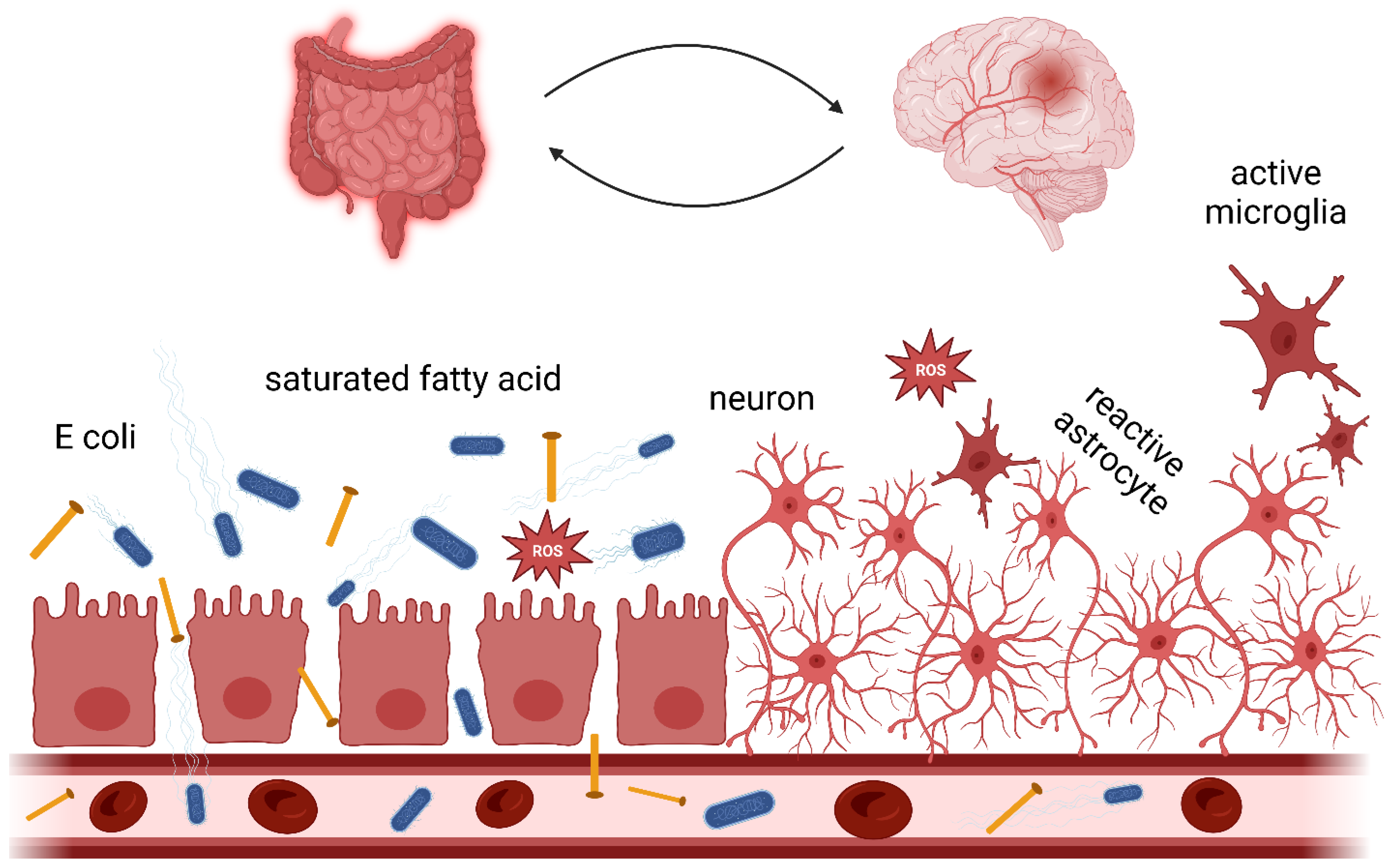Biomedicines Free Full Text The Role of Dietary Lipids in