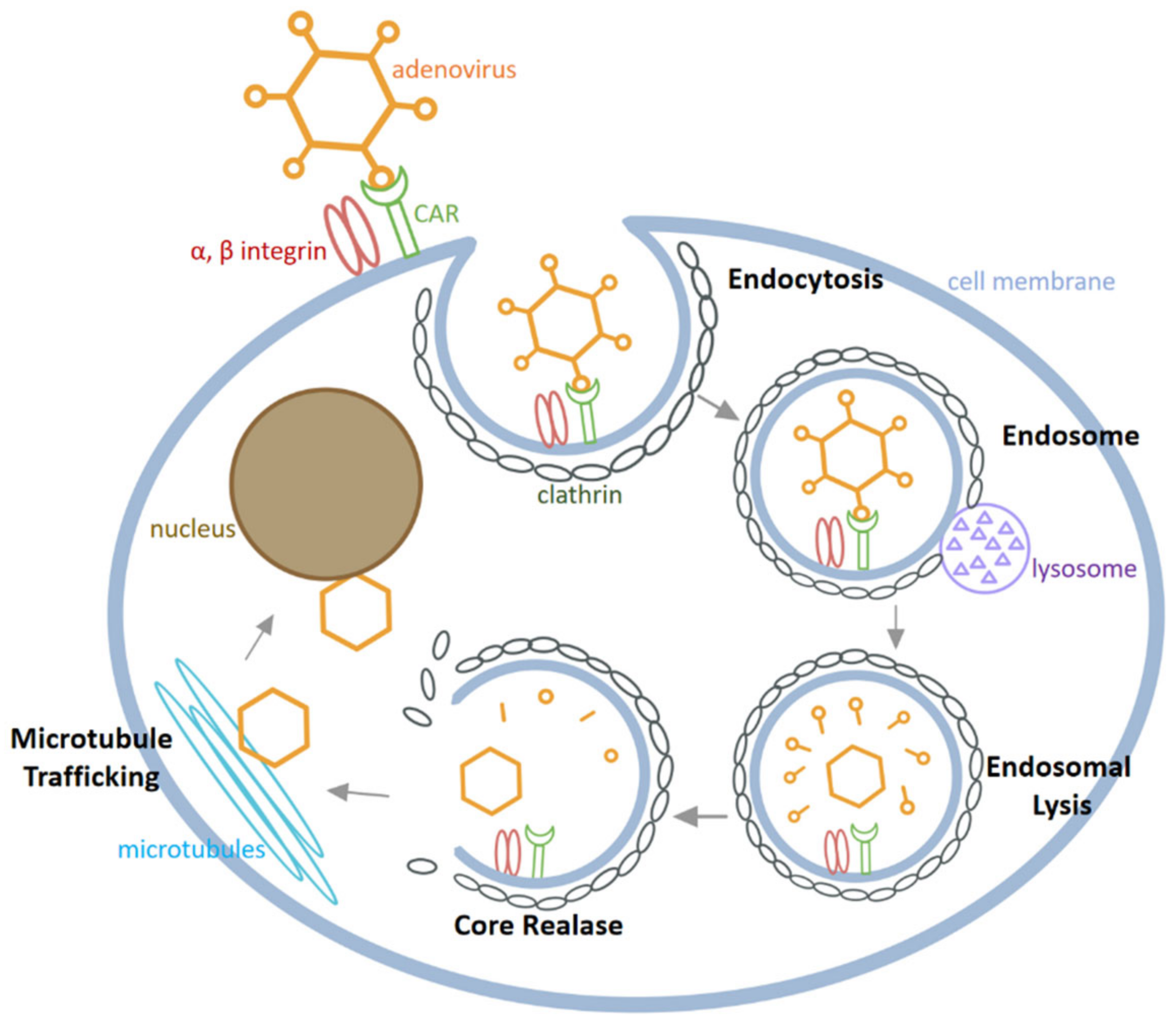 Biomedicines 10 03262 g003
