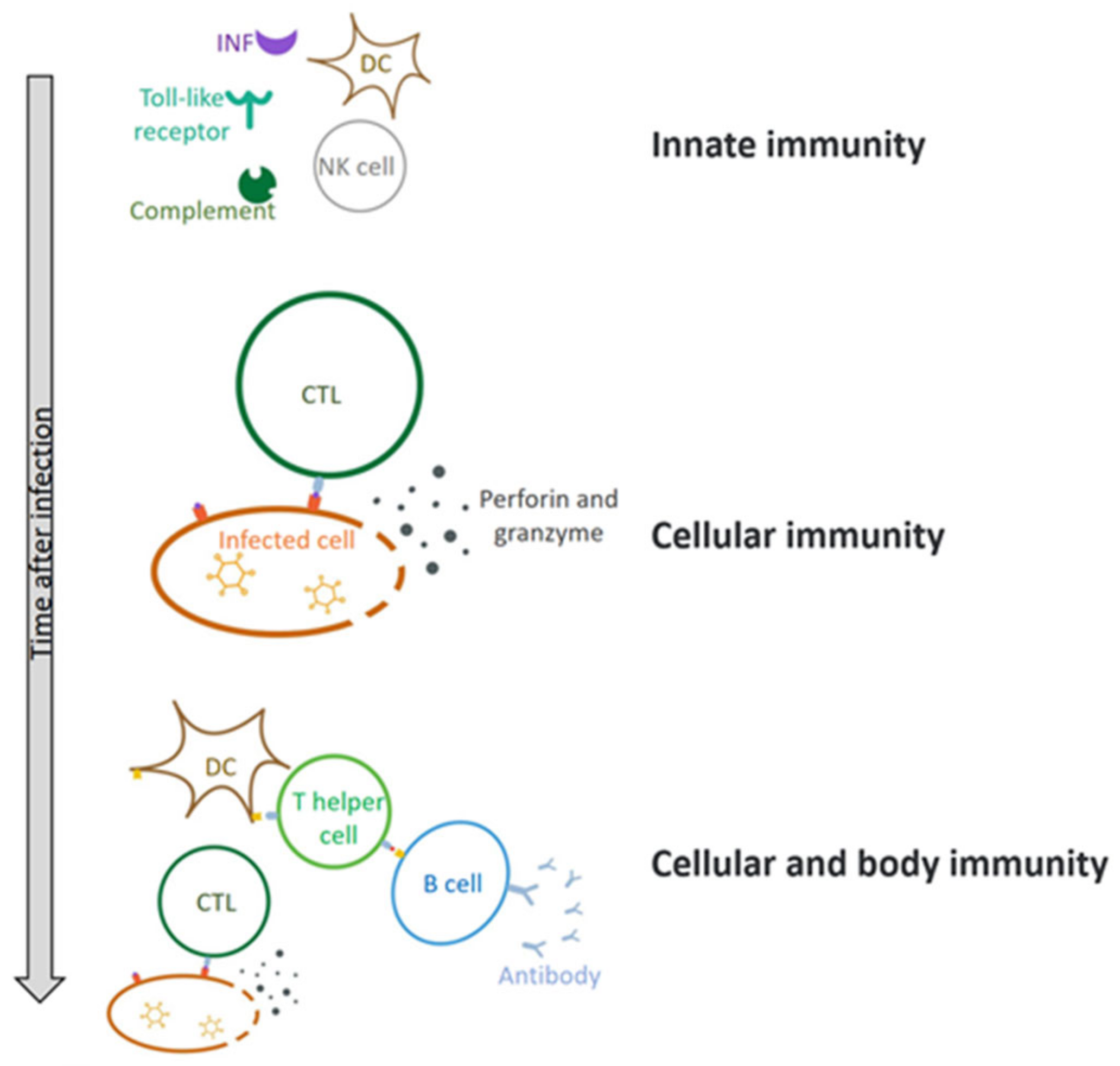 Biomedicines 10 03262 g004