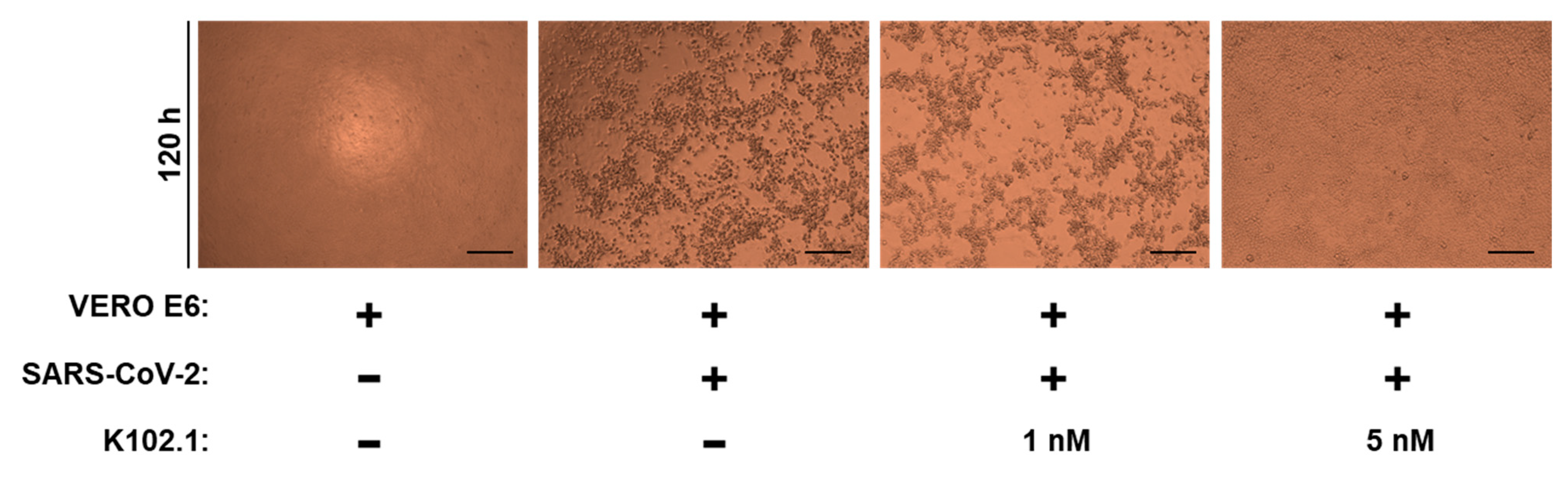 Biomedicines 10 03274 g004 Biomedicines 10 03274 g004