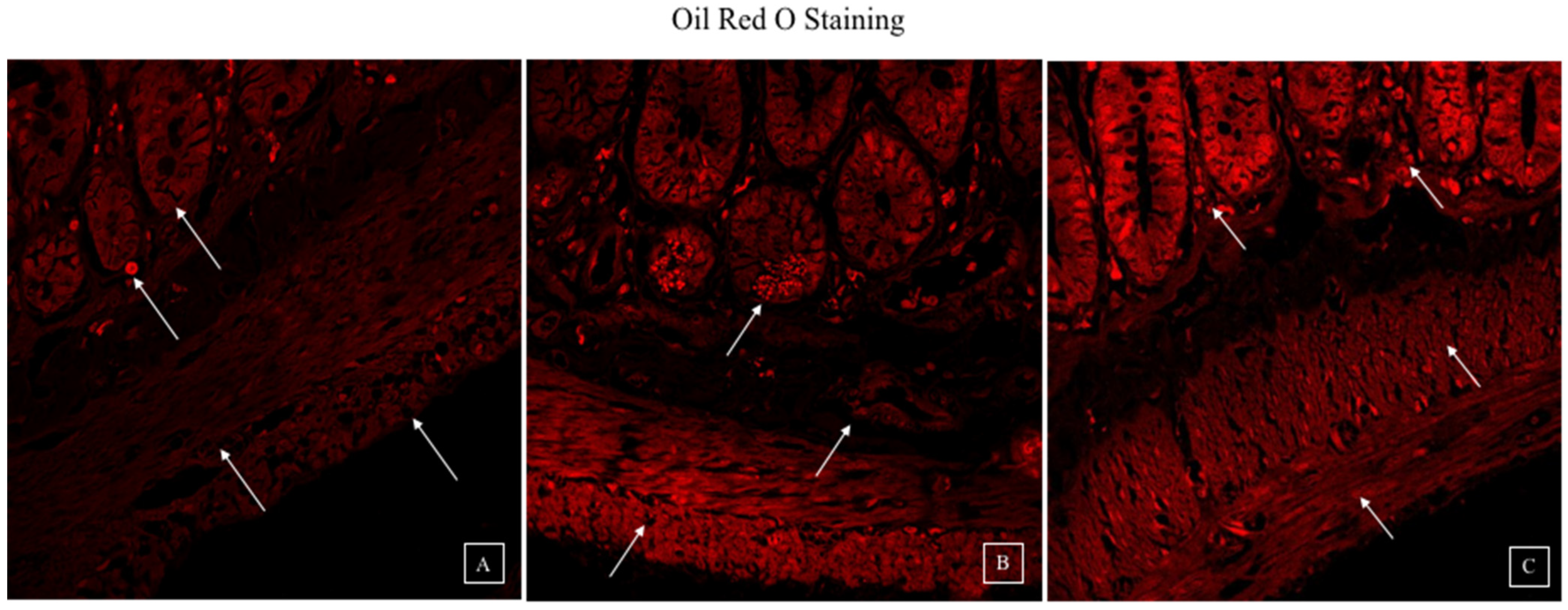 Biomedicines 10 03285 g006 Biomedicines 10 03285 g006