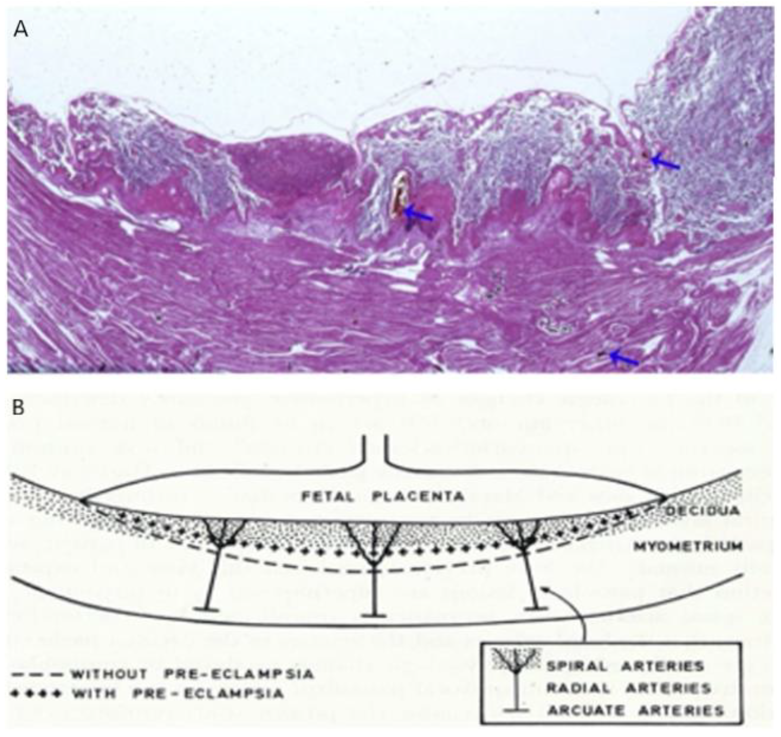Biomedicines 10 03290 g003