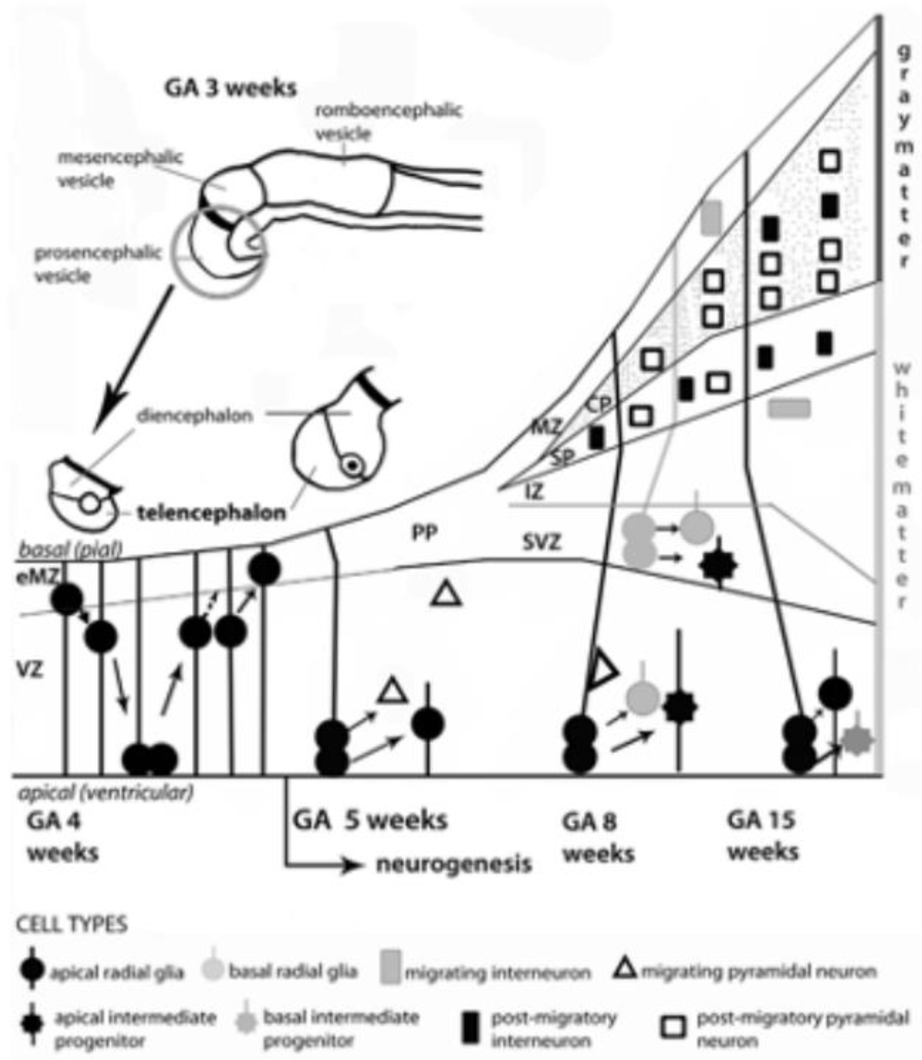 Biomedicines 10 03290 g005