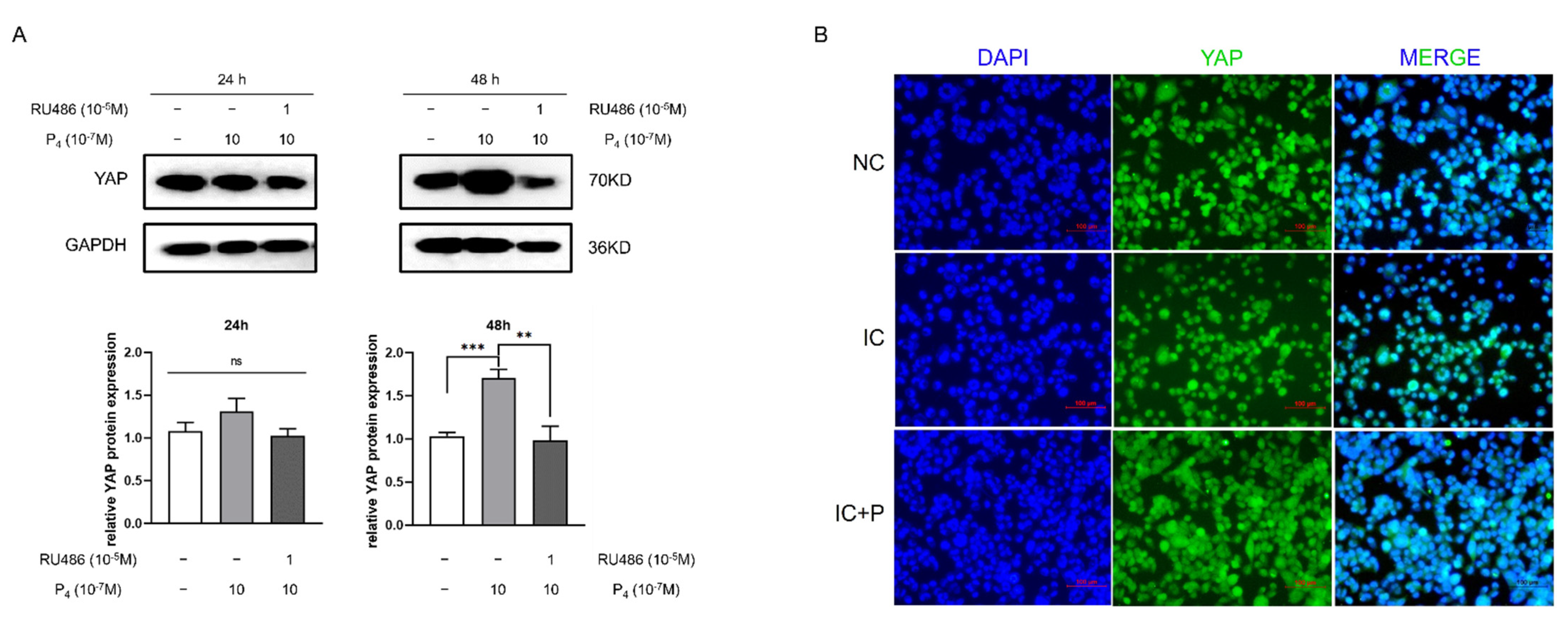 Biomedicines 10 03296 g002 Biomedicines 10 03296 g002